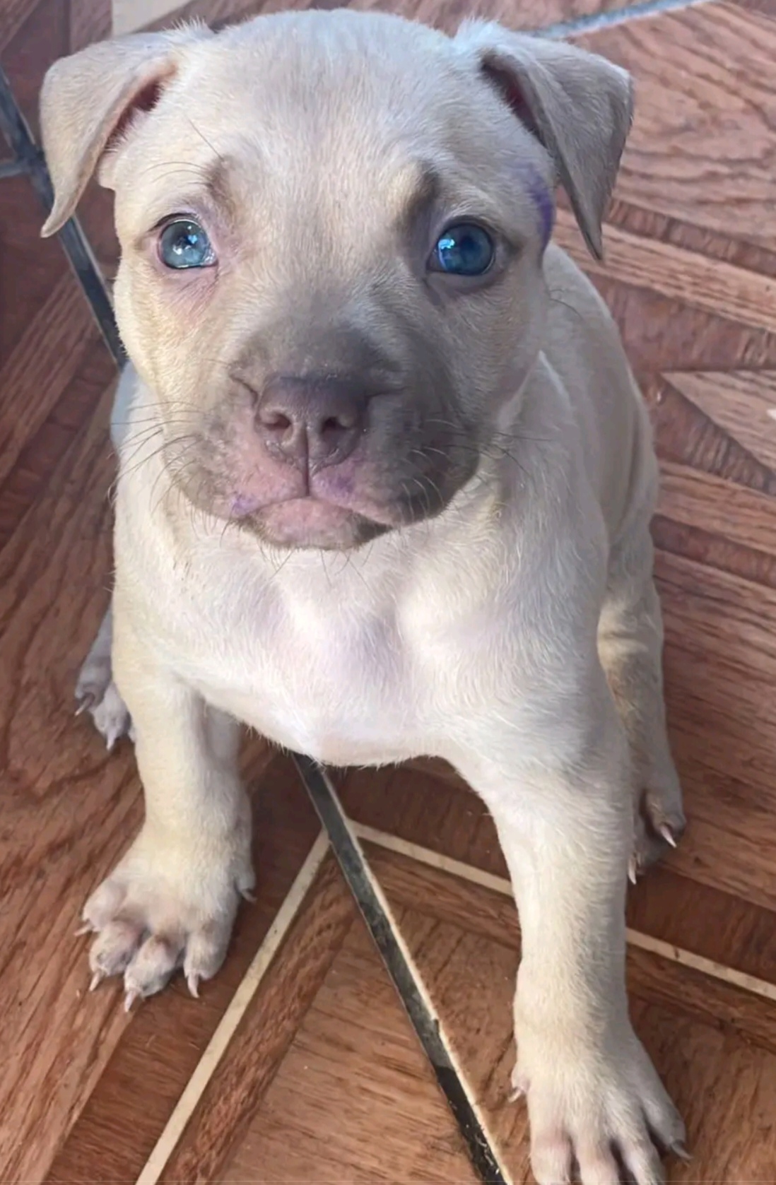 Portal Vendocão Pit monster Goiânia 