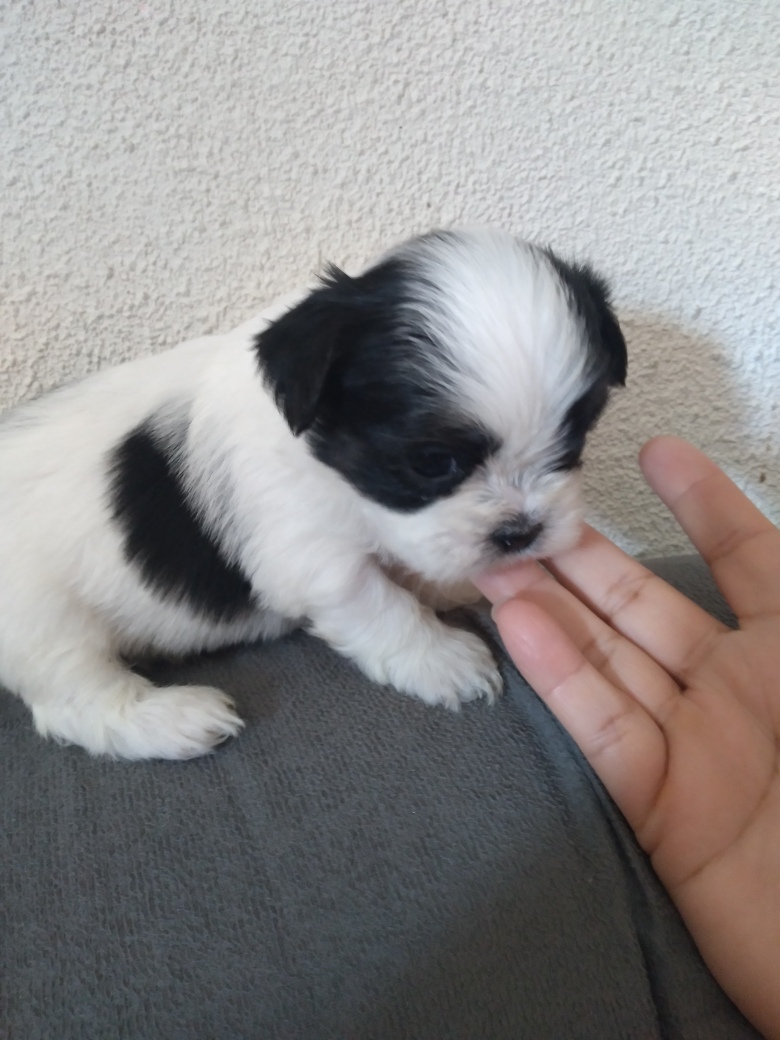 Portal Vendocão Vende filhote de lhasa apso Diadema