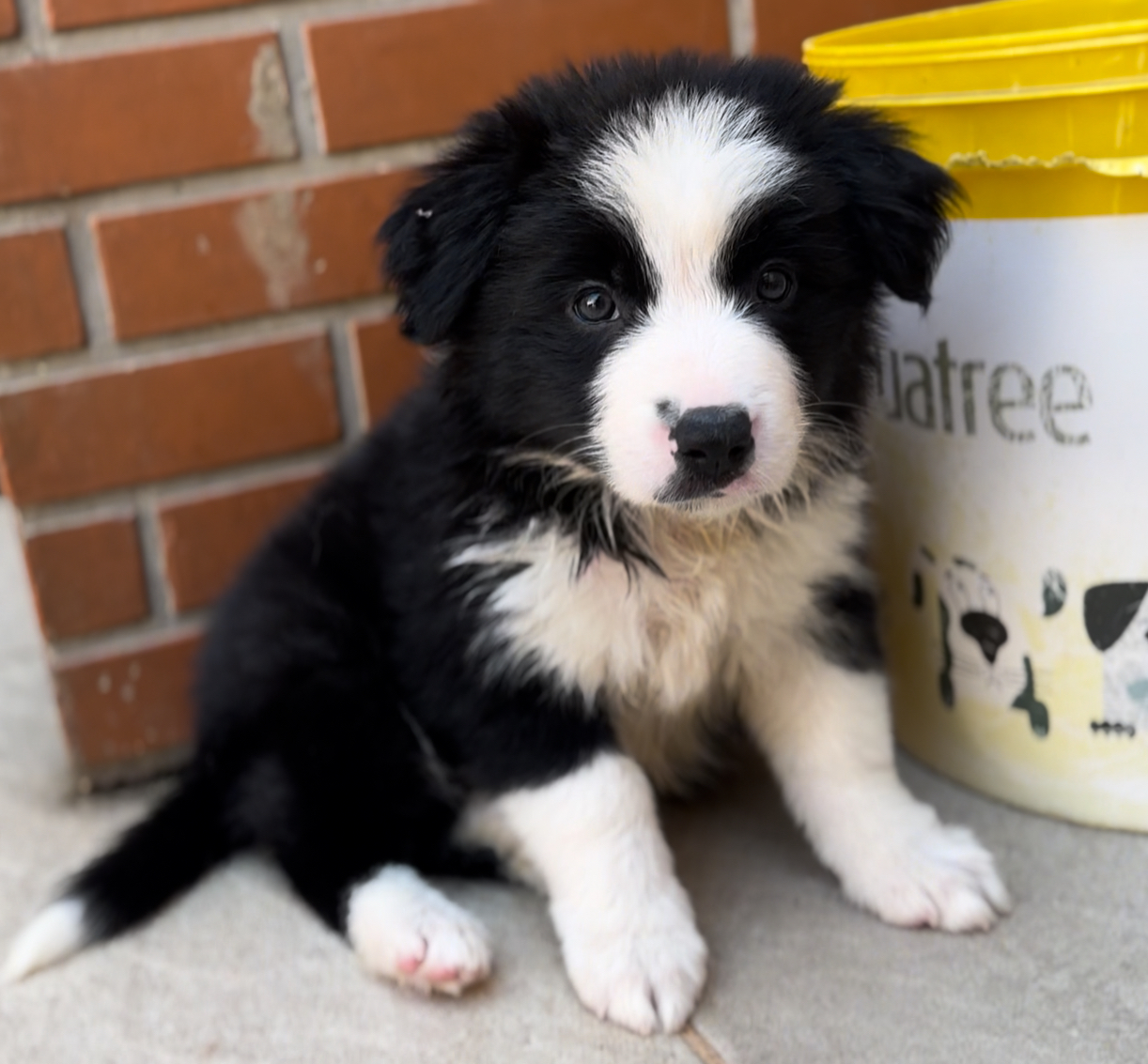 Portal Vendocão Border collie Rio de Janeiro