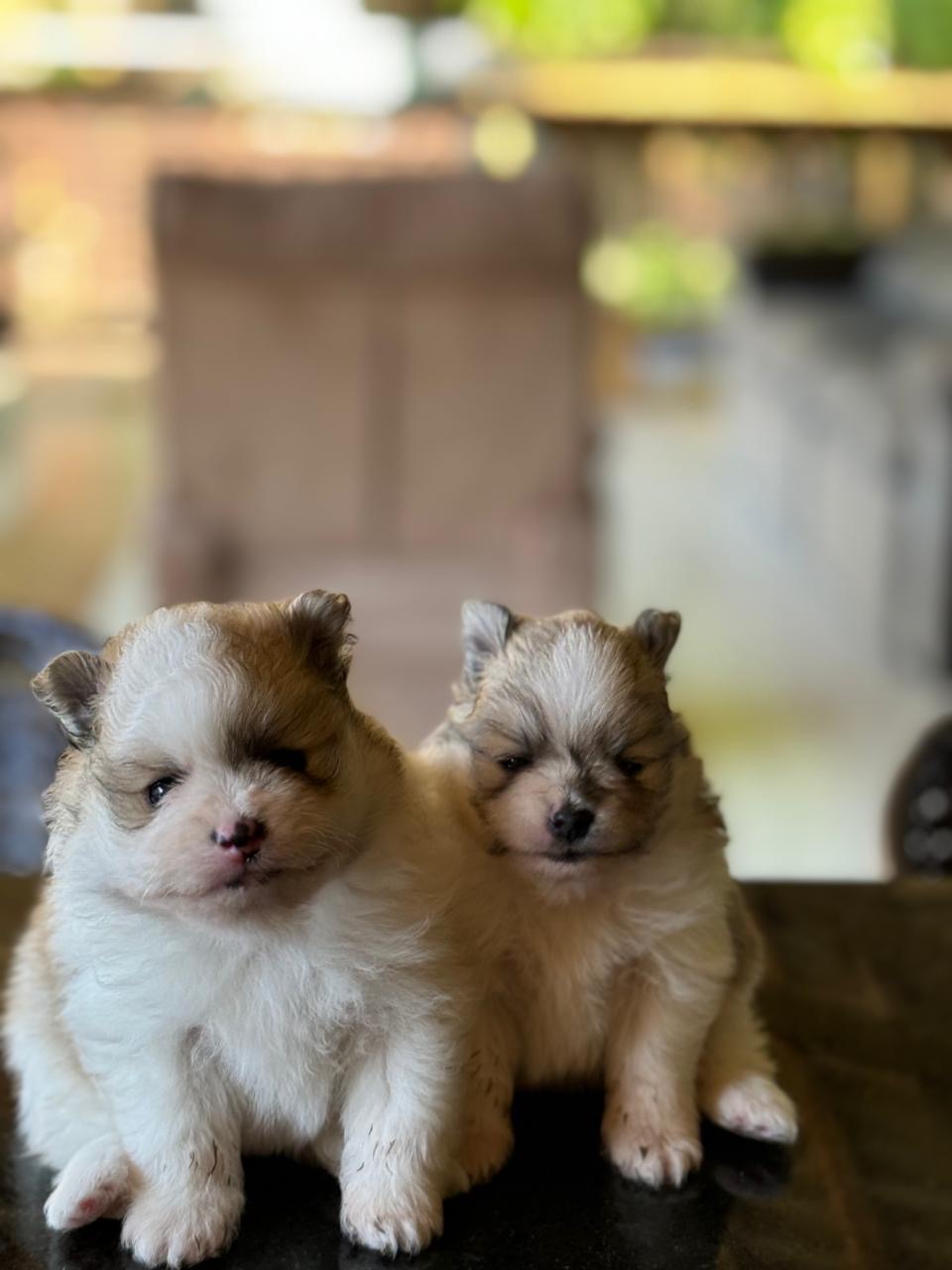 Portal Vendocão filhote de Lulu da Pomerânia Ipatinga 