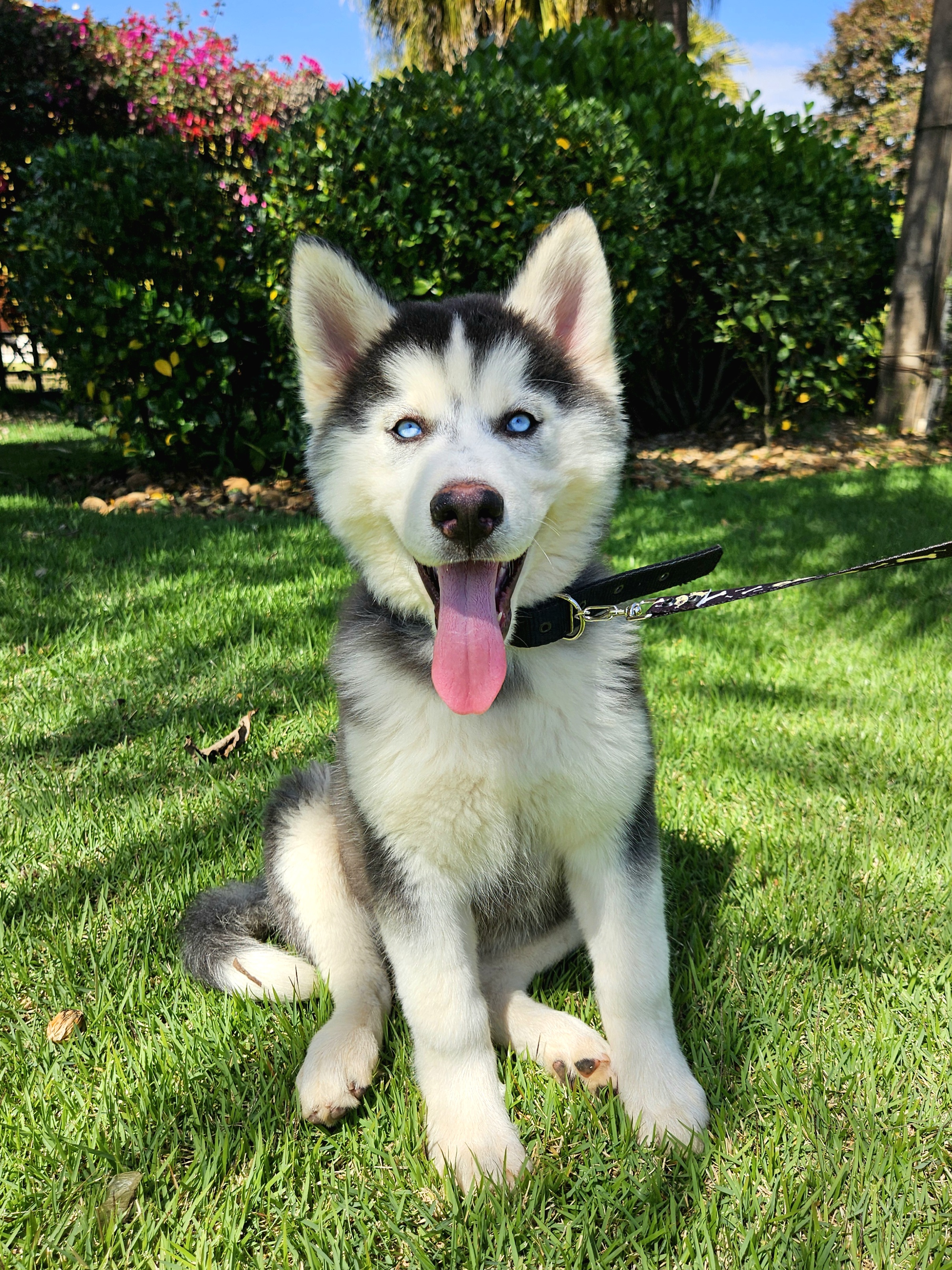 Husky Siberiano - Foto 1