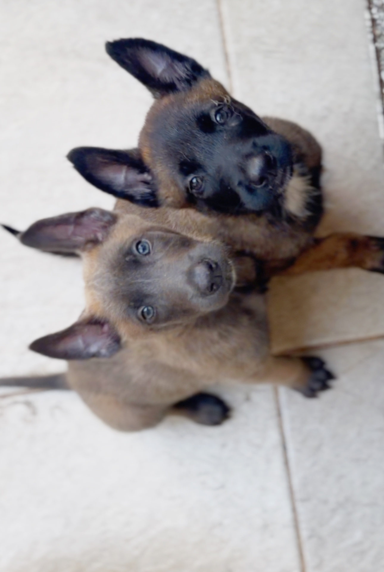 Portal Vendocão Filhos de pastor belga Malinois Rio de Janeiro