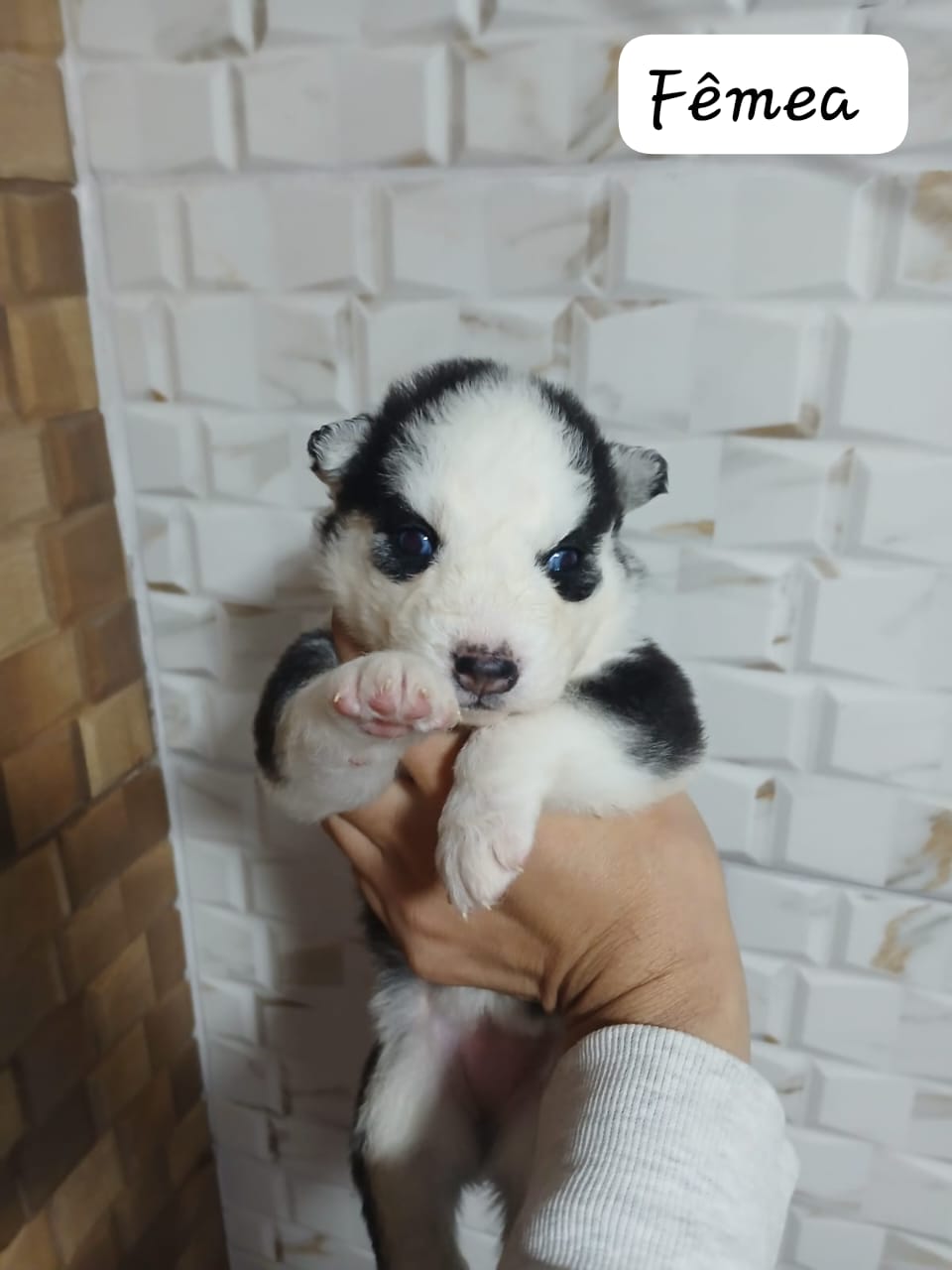 Portal Vendocão Vendo lindos filhotes de Husky Siberiano  Porto Alegre