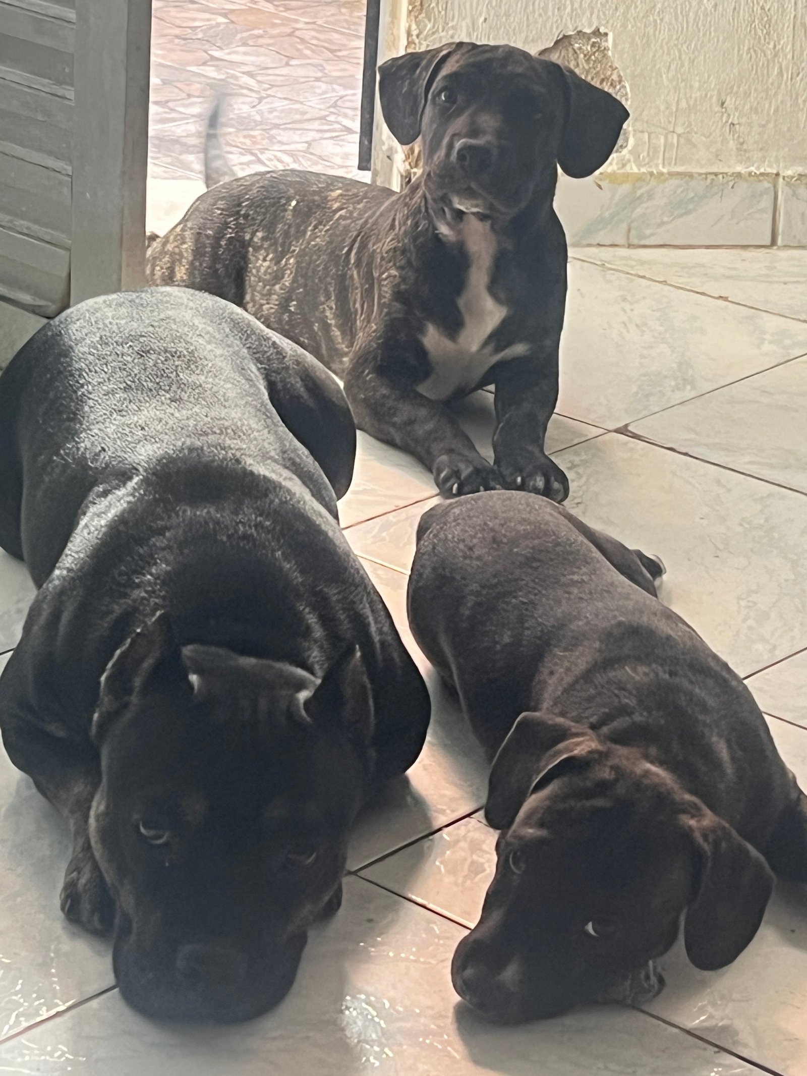 American bully 
