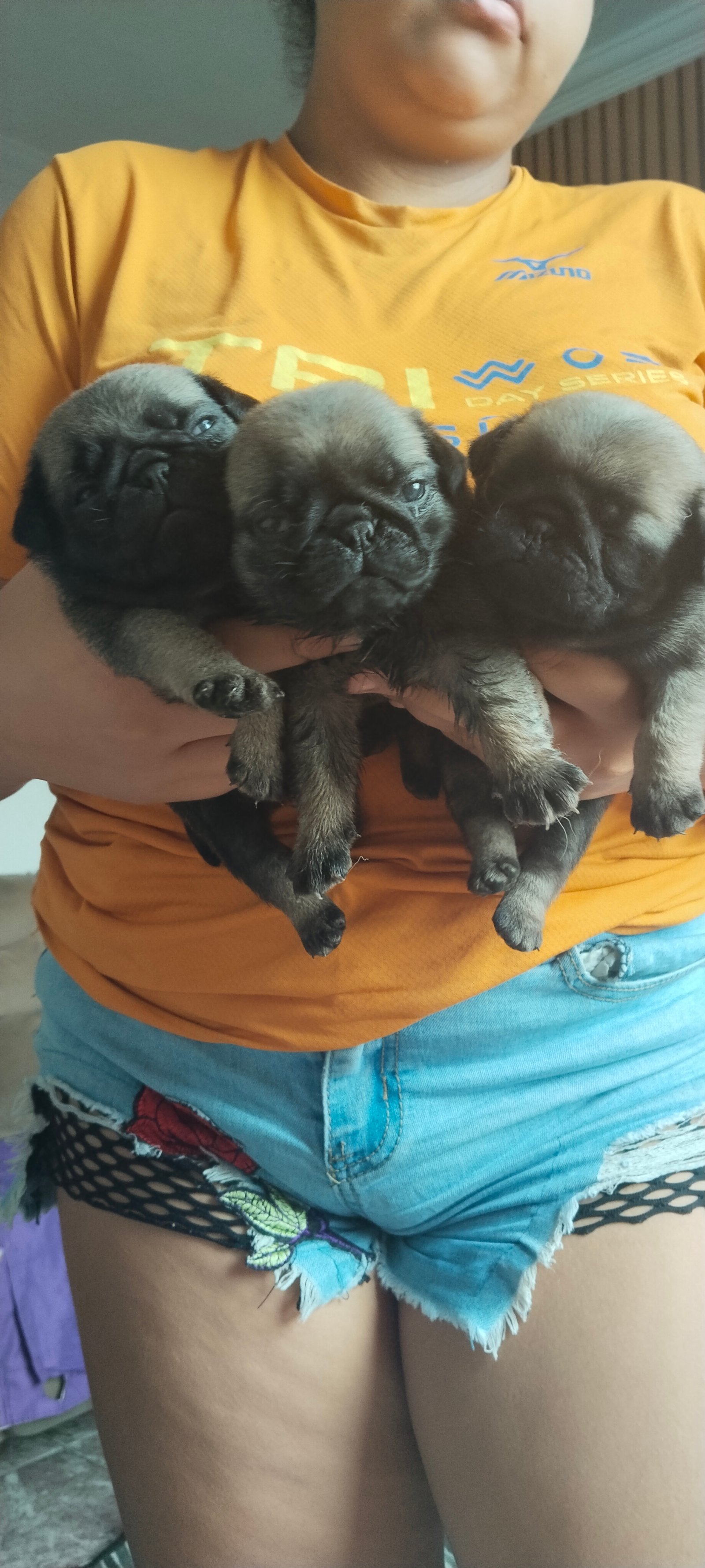 Pug femeas - Foto 5