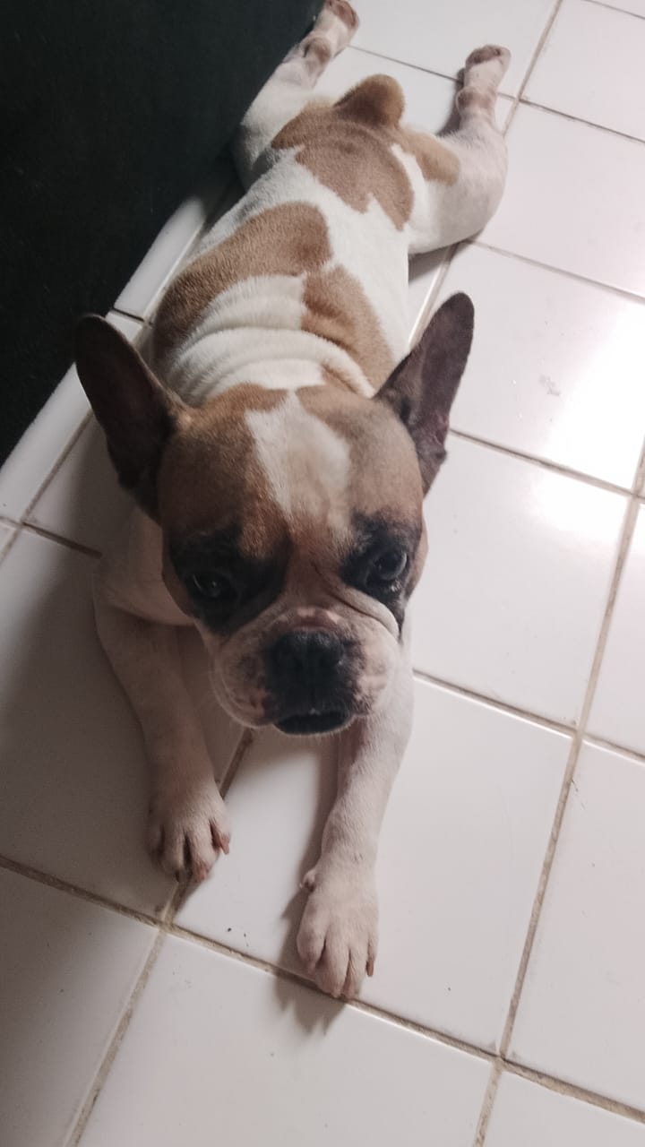 Portal Vendocão Bulldog francês Olinda