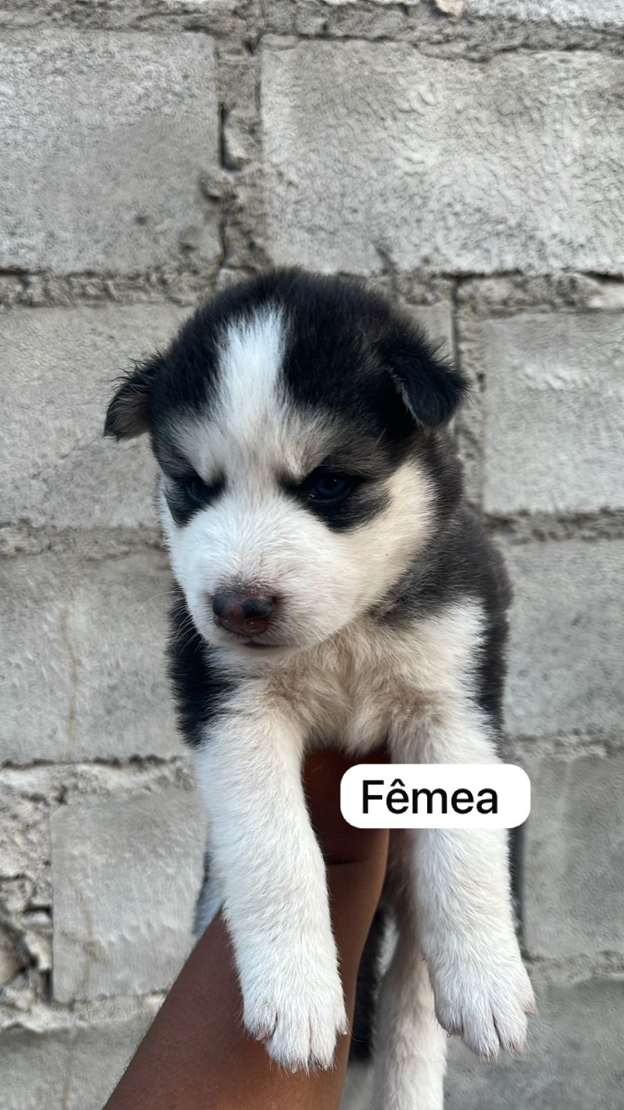 Filhote de husky siberiano disponível  - Foto 5