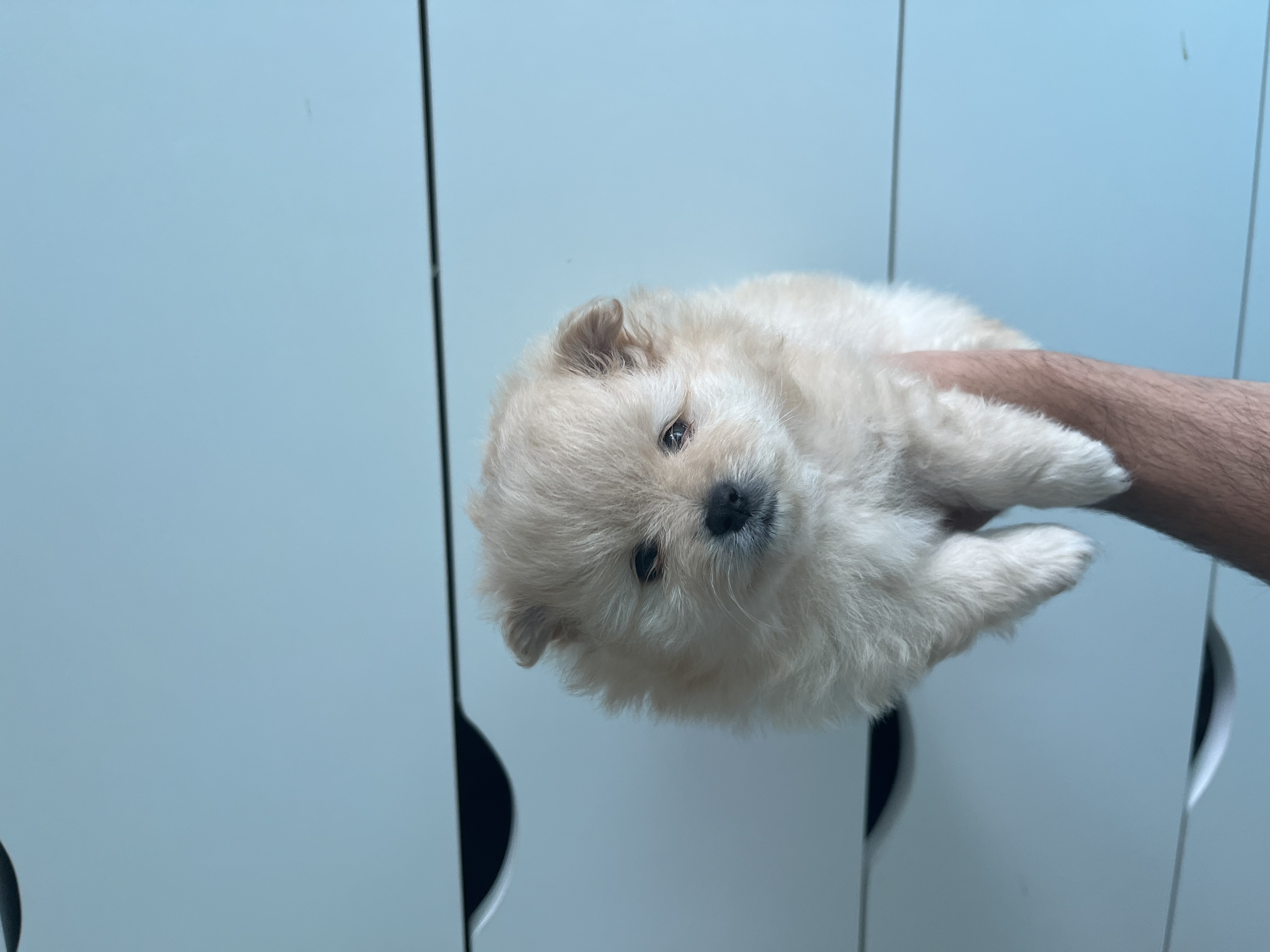 Portal Vendocão Filho Spitz Alemão Manaus 