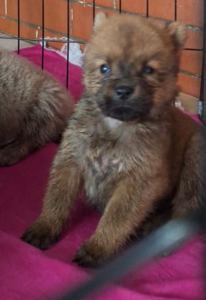 Filhotes CHOW CHOW
