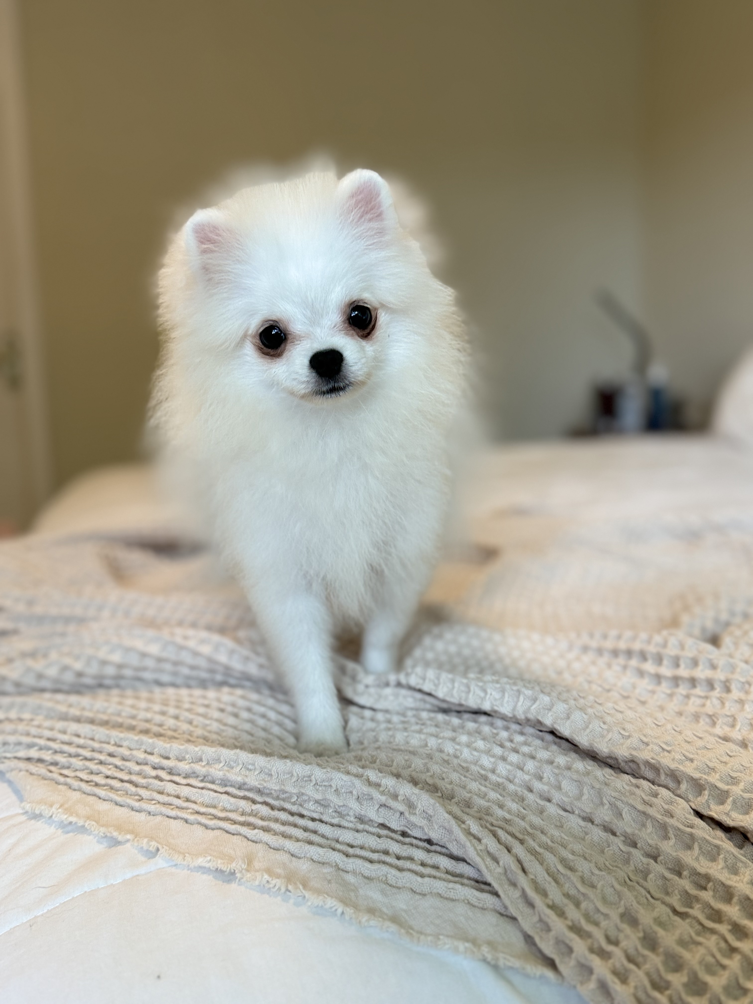 Portal Vendocão Lulu da Pomerânia Spitz Alemão branco macho Belo Horizonte 