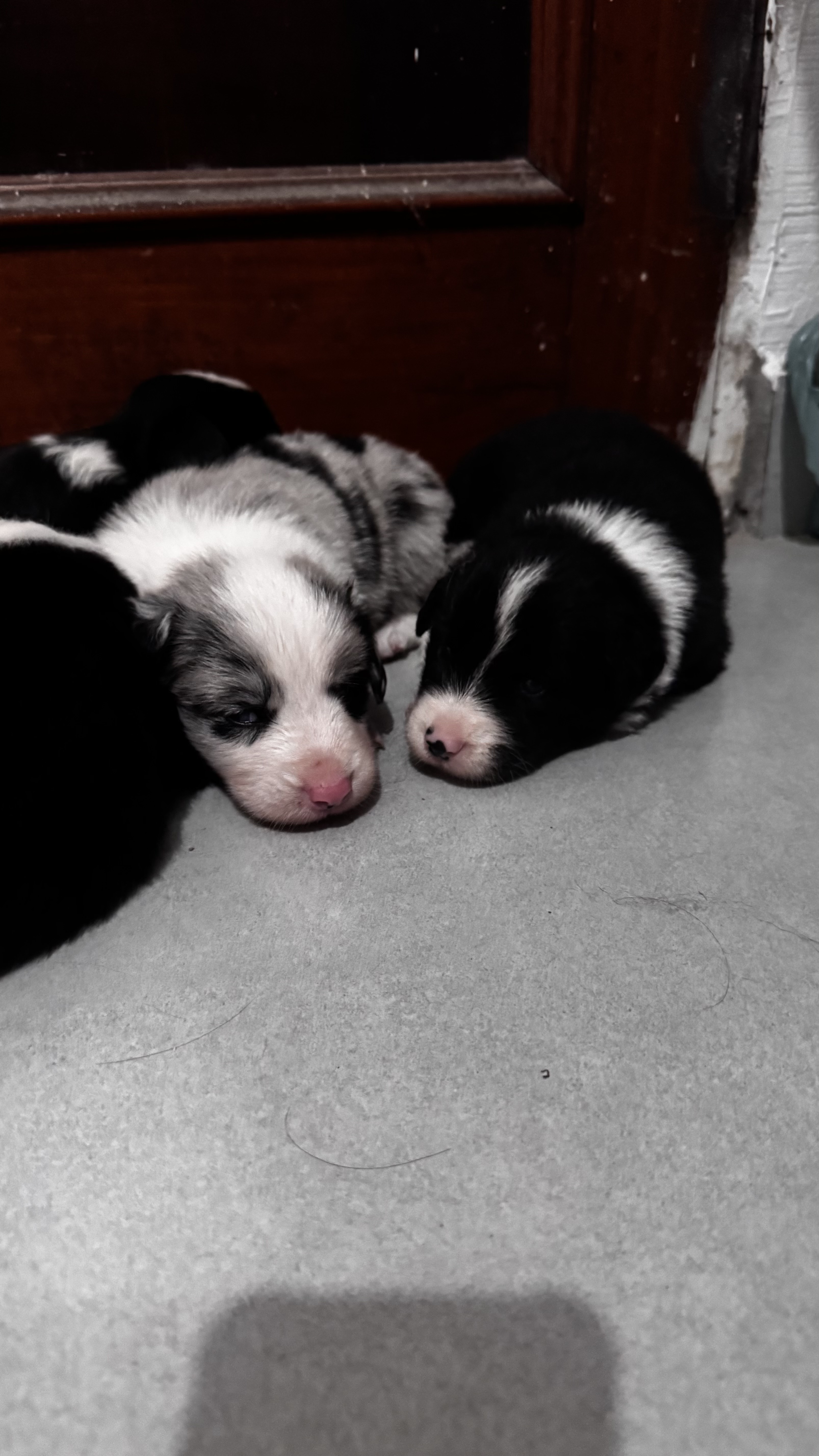Filhote de Border Collie  - Foto 2