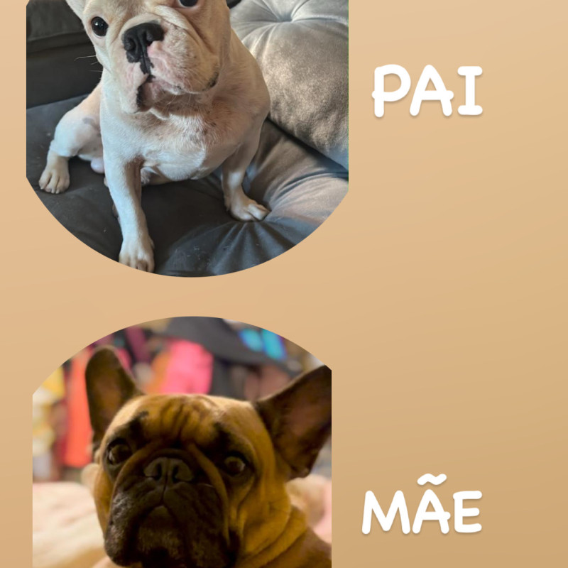 FILHOTE BULDOGUE FRANCÊS - Foto 3