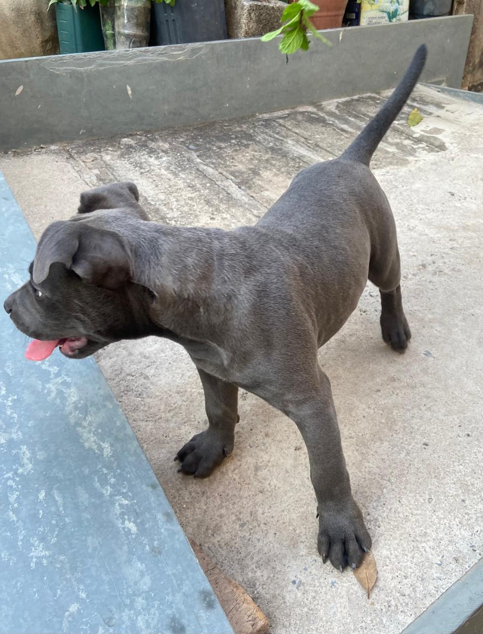 Portal Vendocão Filhote American Bully fêmea  Belo Horizonte