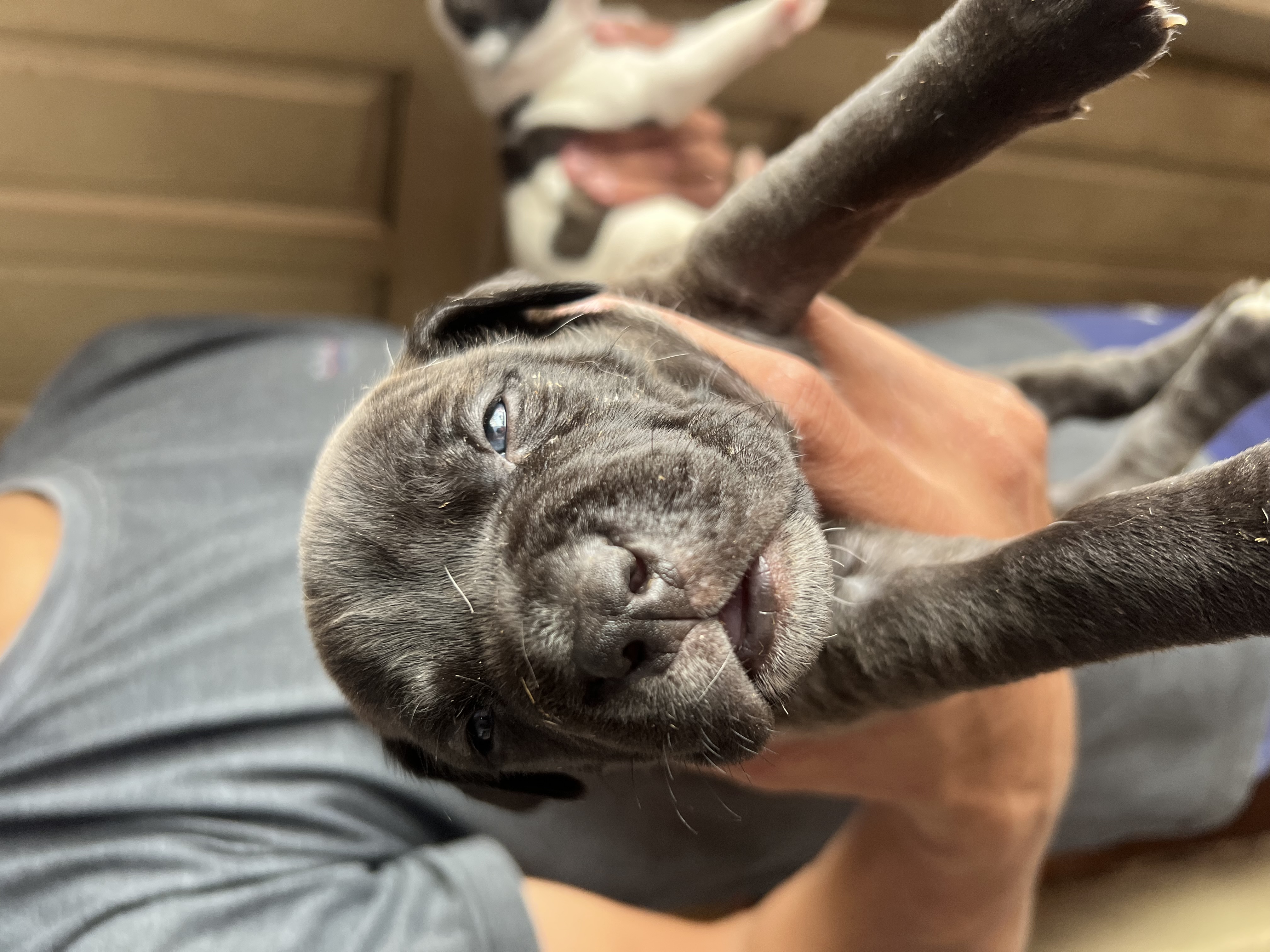 Portal Vendocão Vende se filhote de pit bull  Diadema 