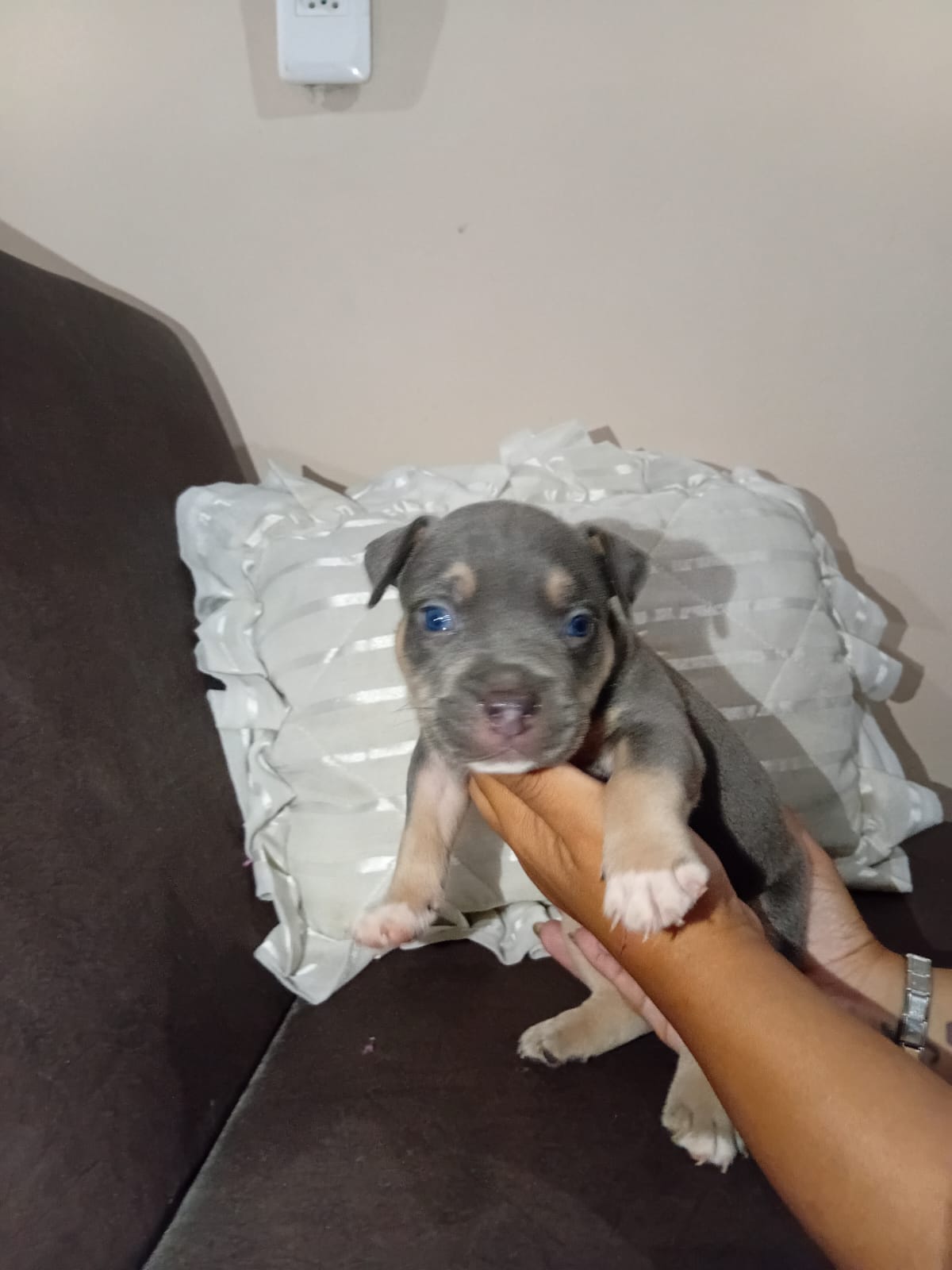 Filhotes de American Bully - Foto 4