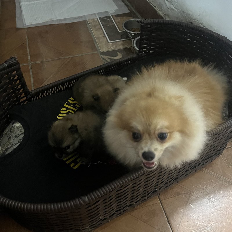 Filhote de Lulu da Palmeranha - Foto 3