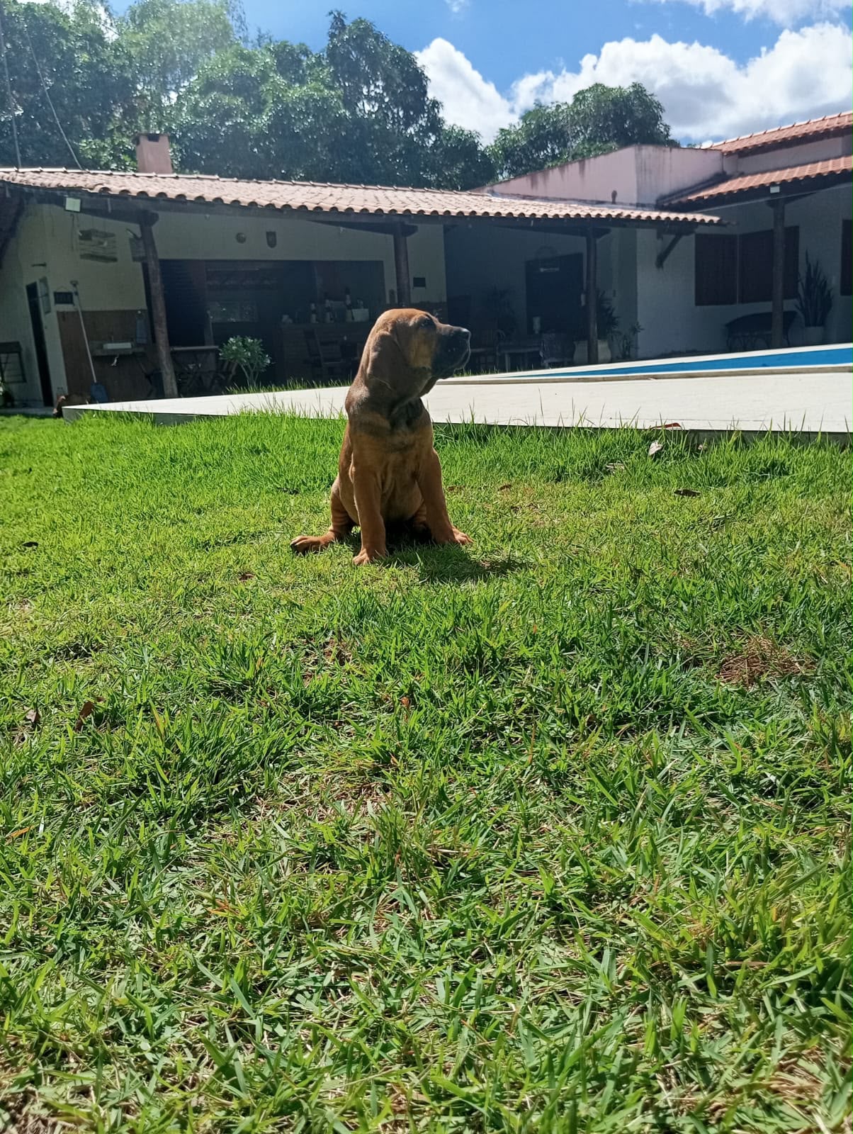 Filhote Macho Fila Brasileiro - Foto 4