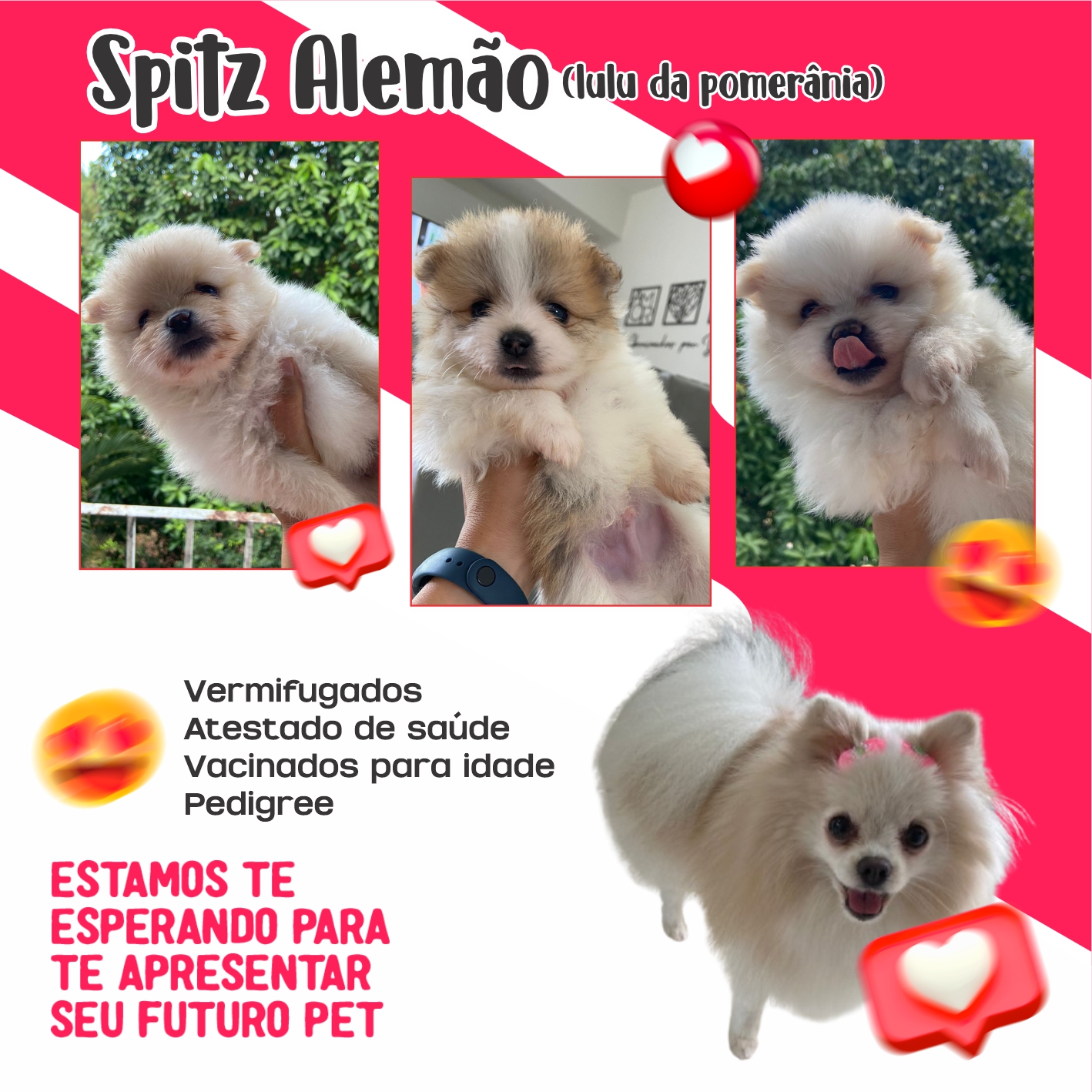 Portal Vendocão Lindos Filhotes de Spitz Alemão! (lulus da pomerânia) Salvador