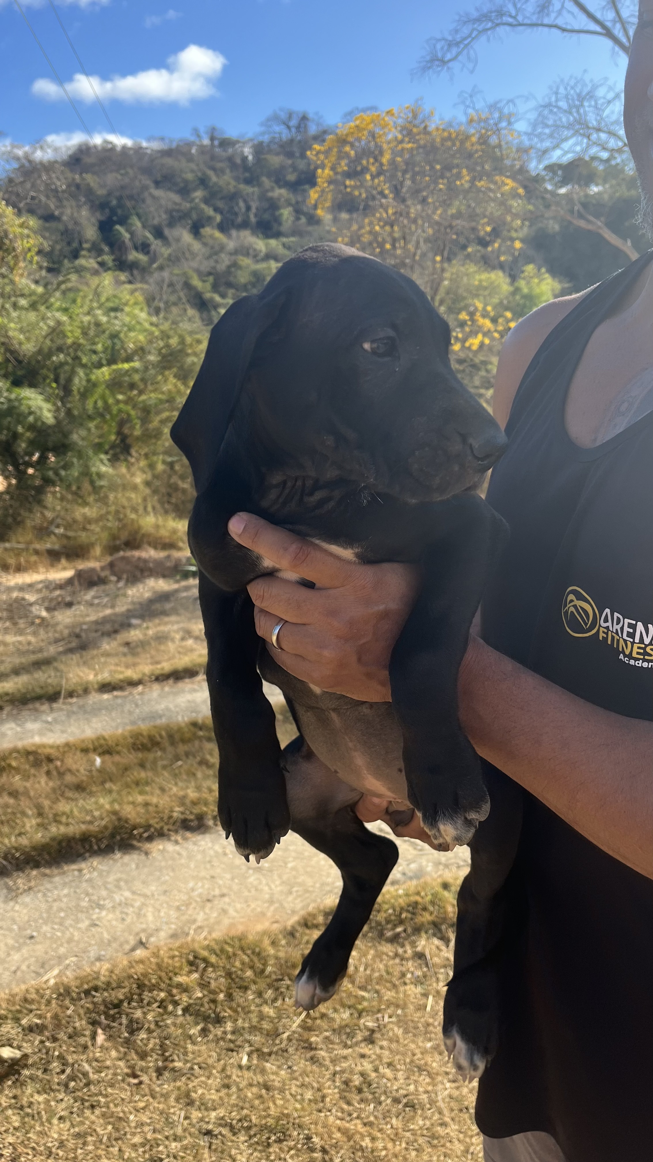 Portal Vendocão Filhote de Dogue Alemão  Jaboticatubas 