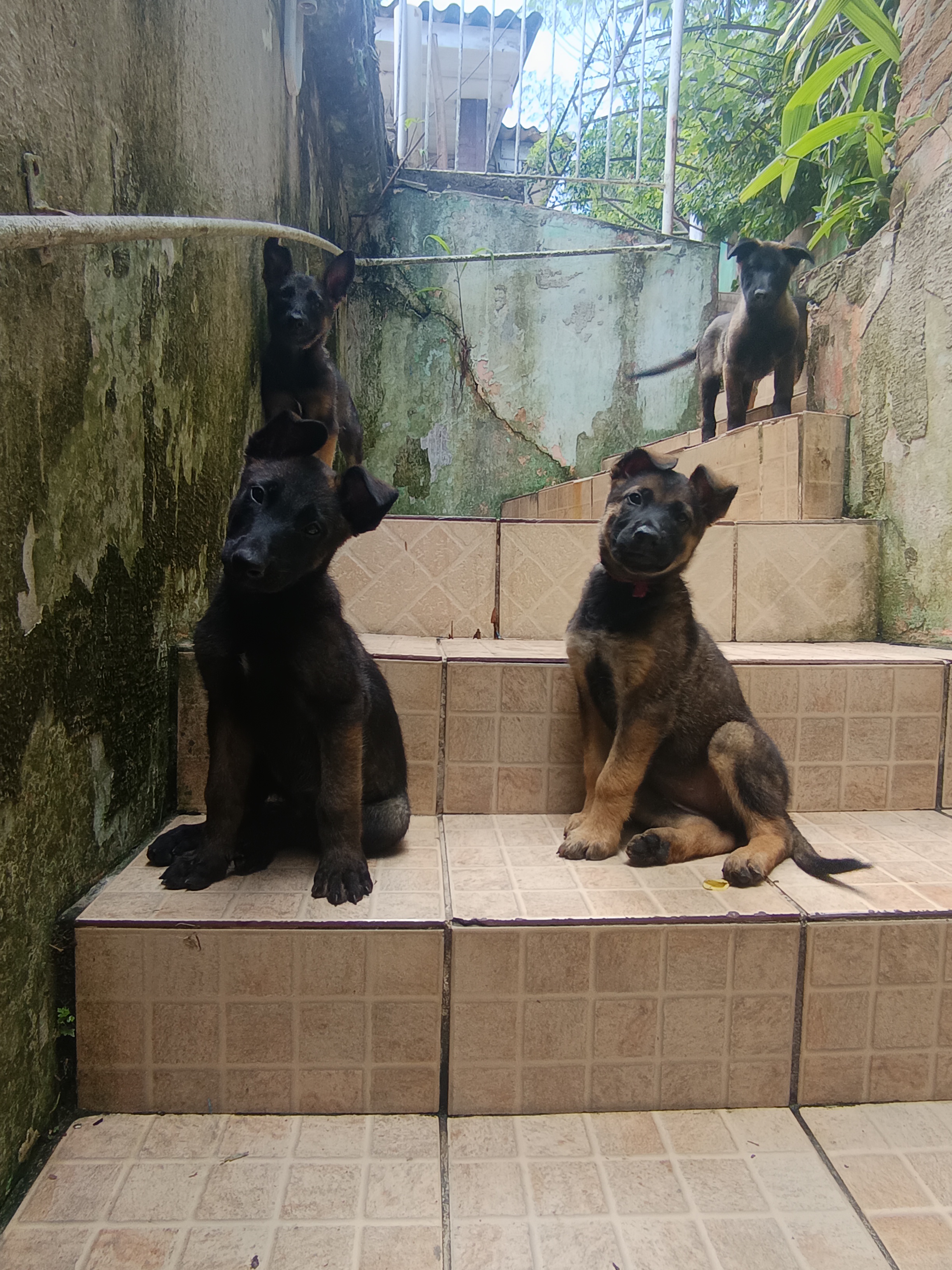 Portal Vendocão Vendo pastor malinois Porto Alegre