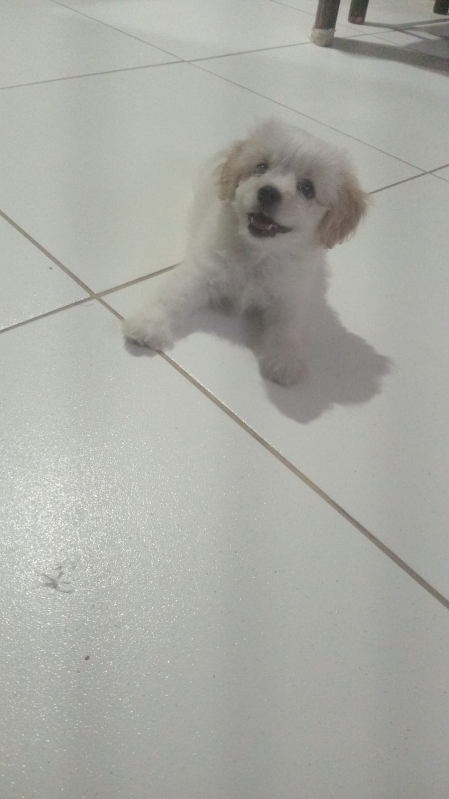 Vendo um cachorro filhote 40 dias de nascido poodle legitimo