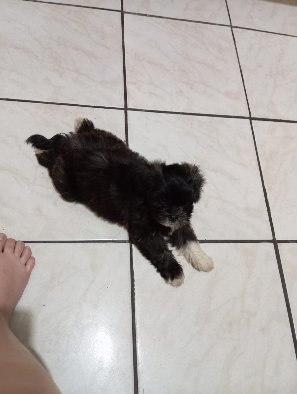 Portal Vendocão Venda Filhotes Belém 