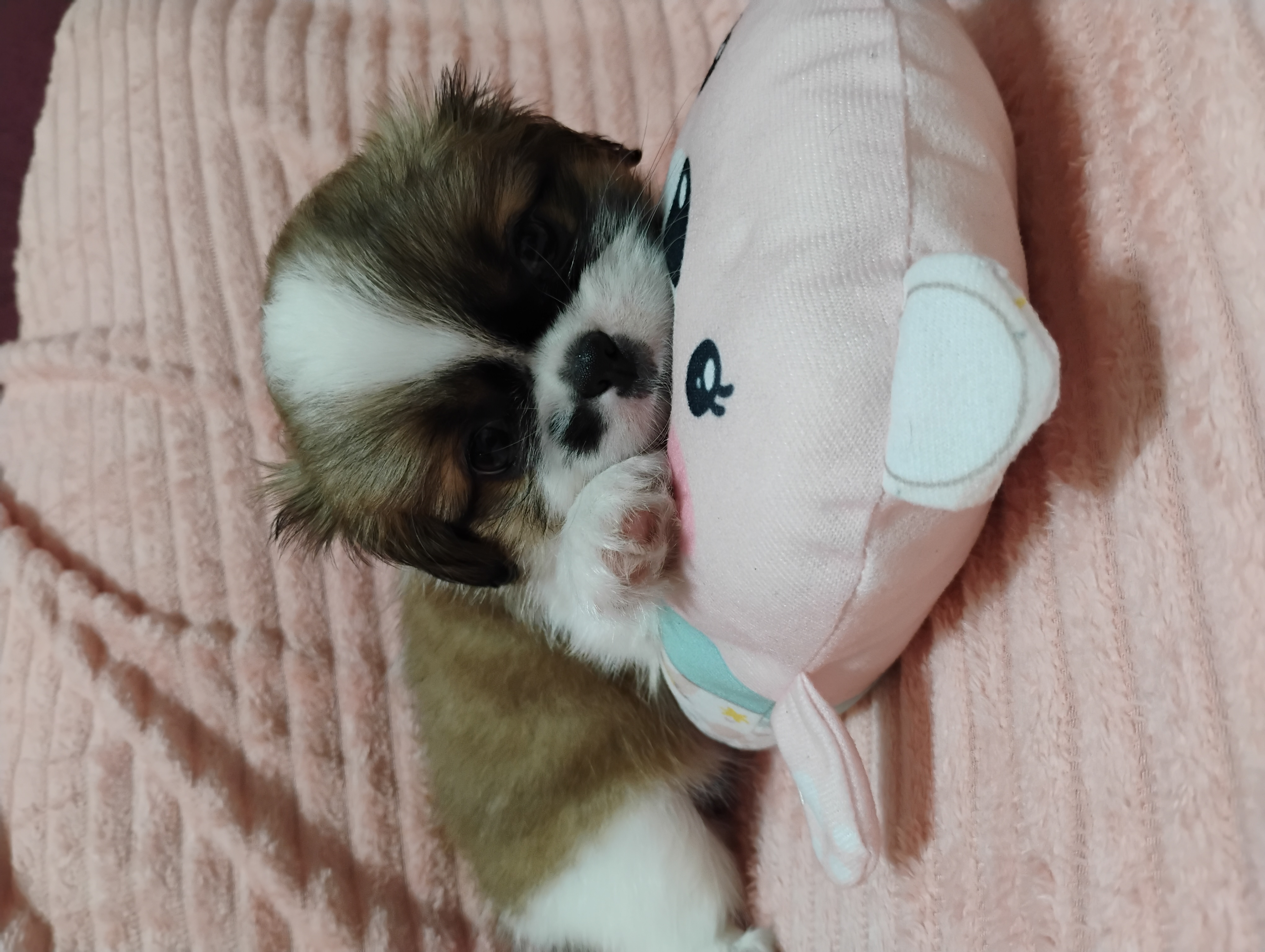 🐶💕 Filhotinha Pequinês Fêmea disponível! 💕 - Foto 3