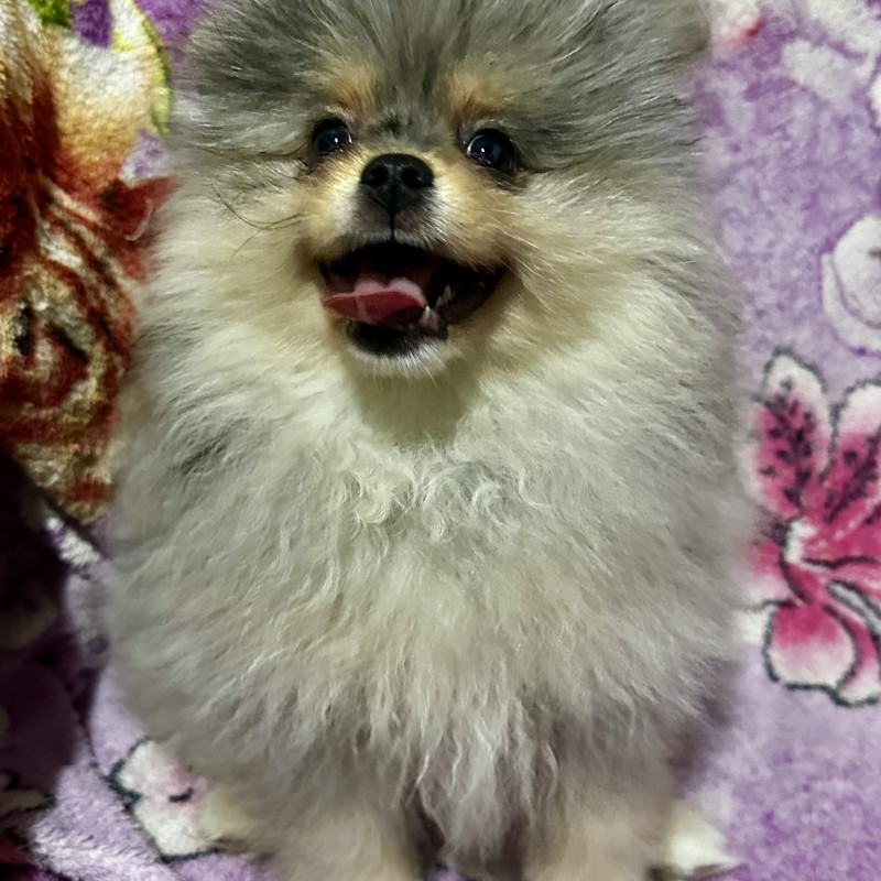 Lindo filhote de Spitz alemão (Lulu da pomerania) - Foto 1