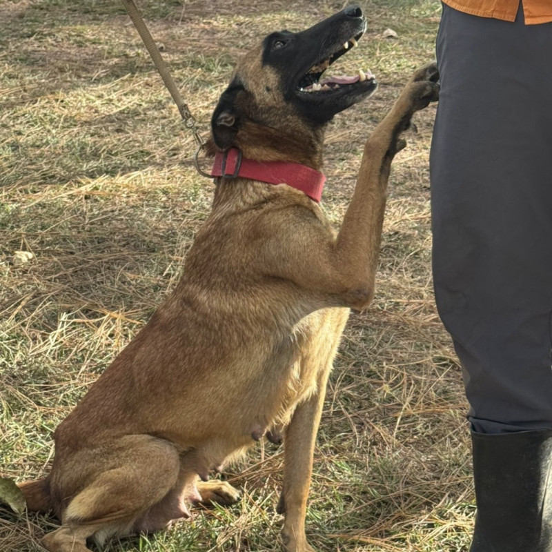 Lindo filhote de Pastor Malinois, macho e com 3 meses - Foto 3