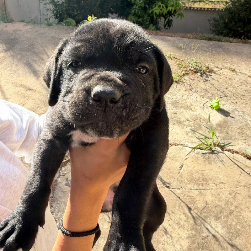 Filhotes de Cane Corso Italiano
