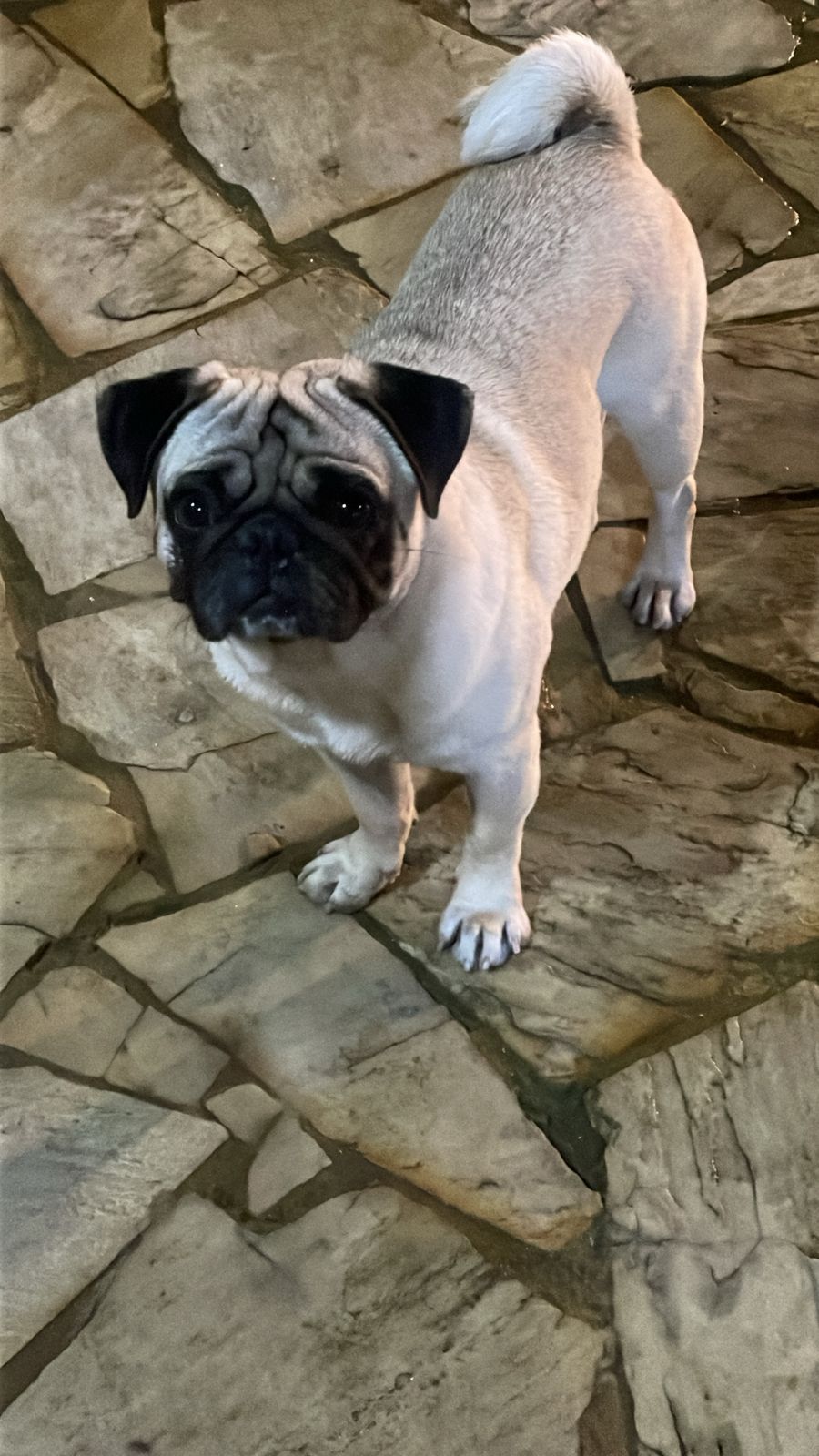 Vendo cãozinho da raça Pug , super dócil, carinhoso e parceiro .Ele tem 2anos e com as vacinas em dia . Interessados por favor me chamar .