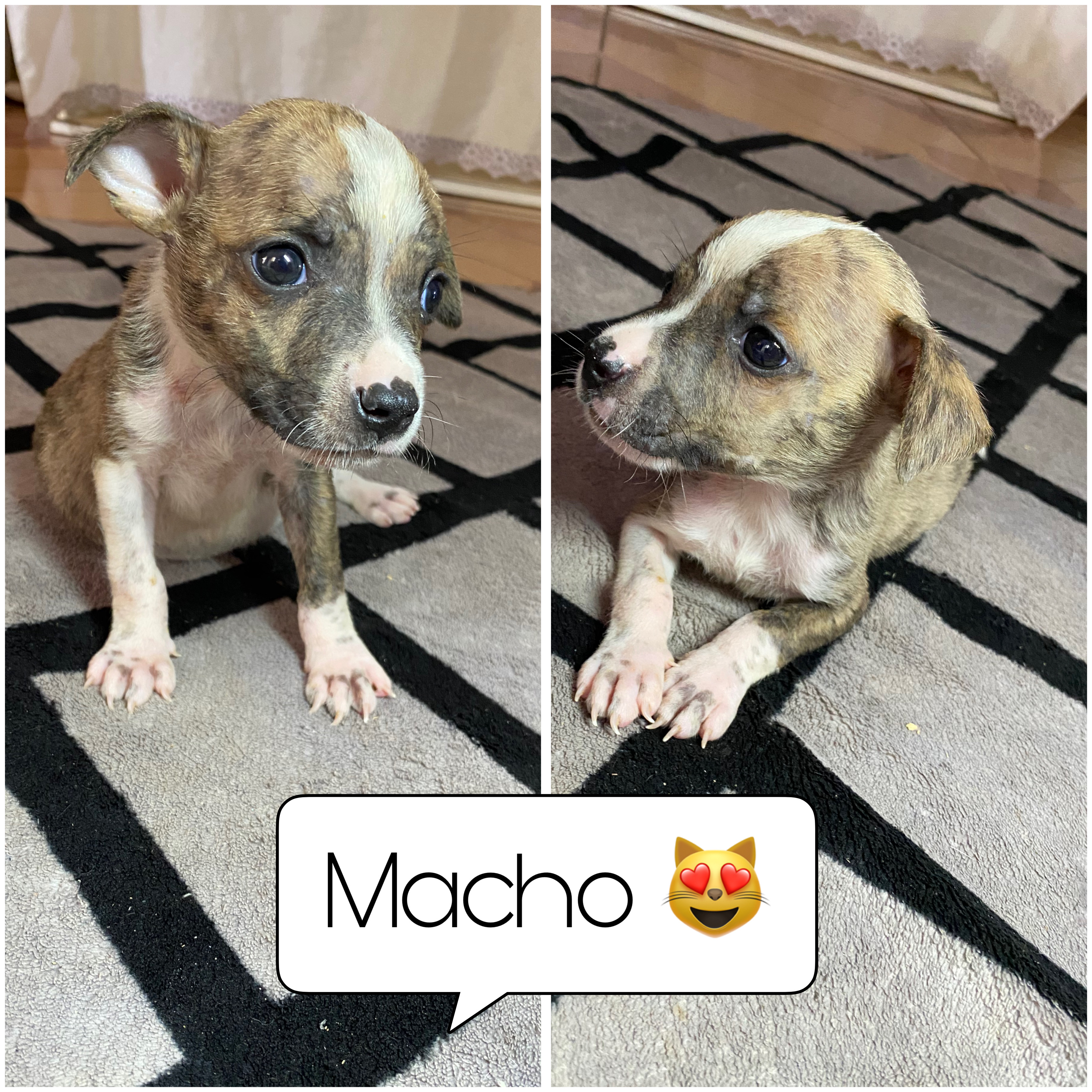 Portal Vendocão Vende se filhotes ❤️ Campo Grande