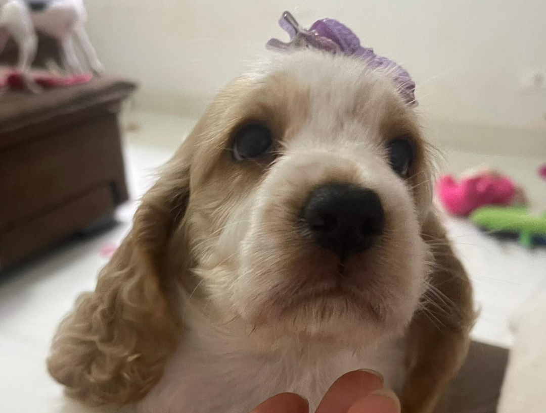 Portal Vendocão Lindos filhotes de Cocker  Campo Grande