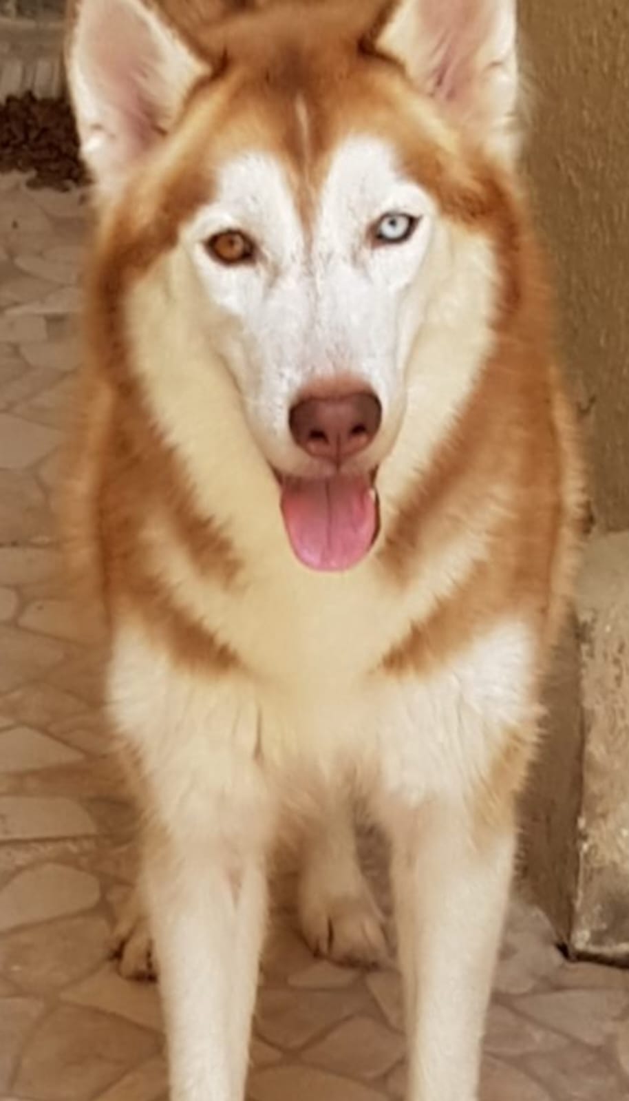 Portal Vendocão Filhotes de husky Siberiano wooly ARACAJU