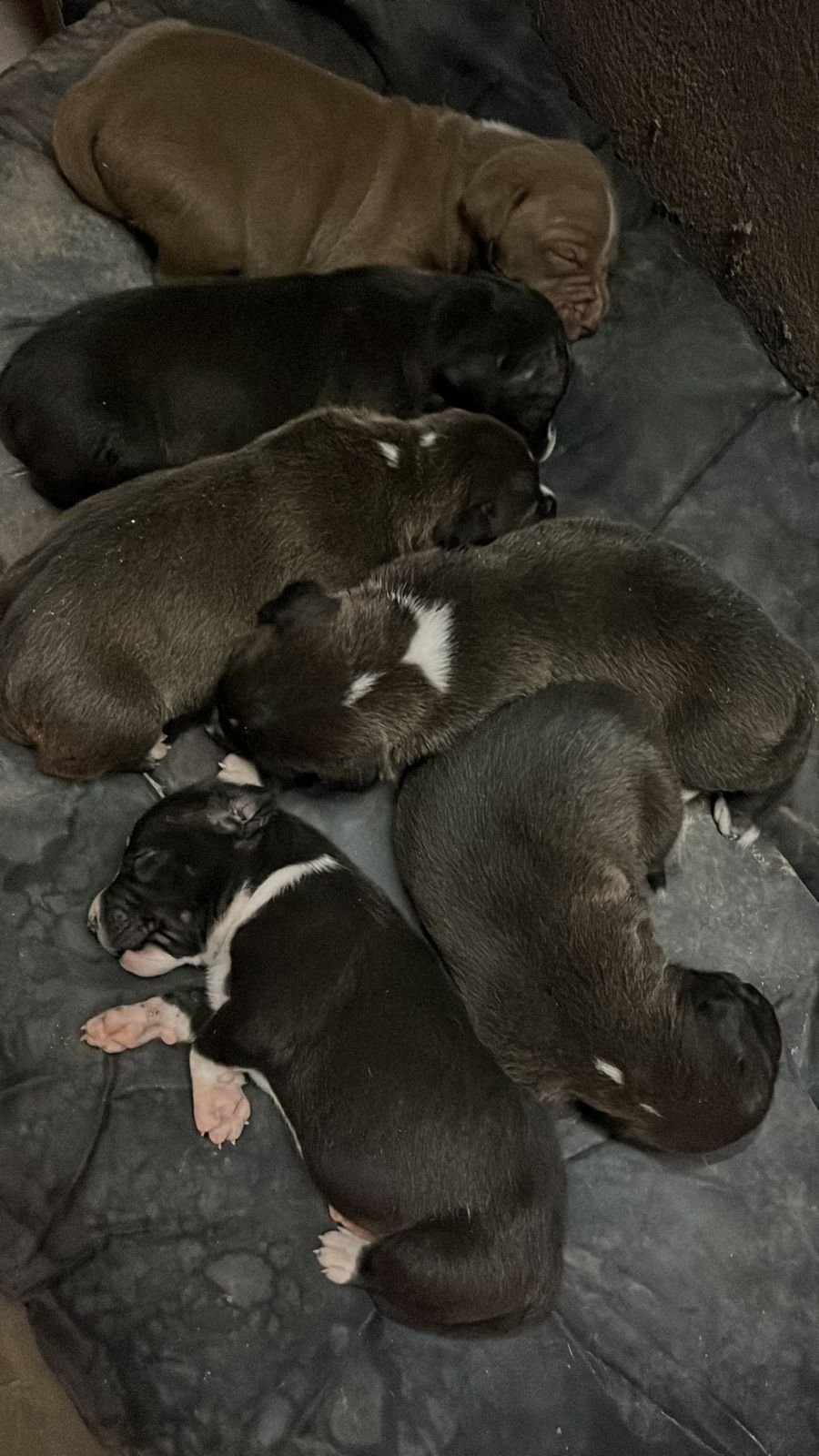 Filhotes de Pitbull 