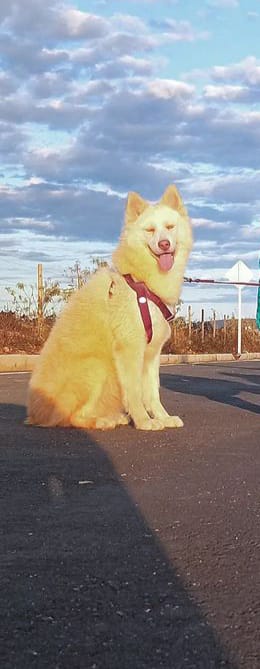 Portal Vendocão Husky siberiano Fêmea  vitória da conquista 