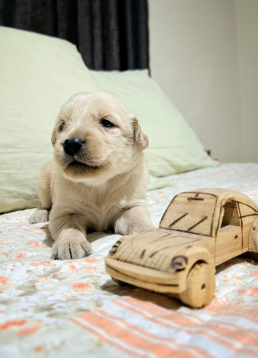 Portal Vendocão Filhote Golden Retriever  CONTAGEM