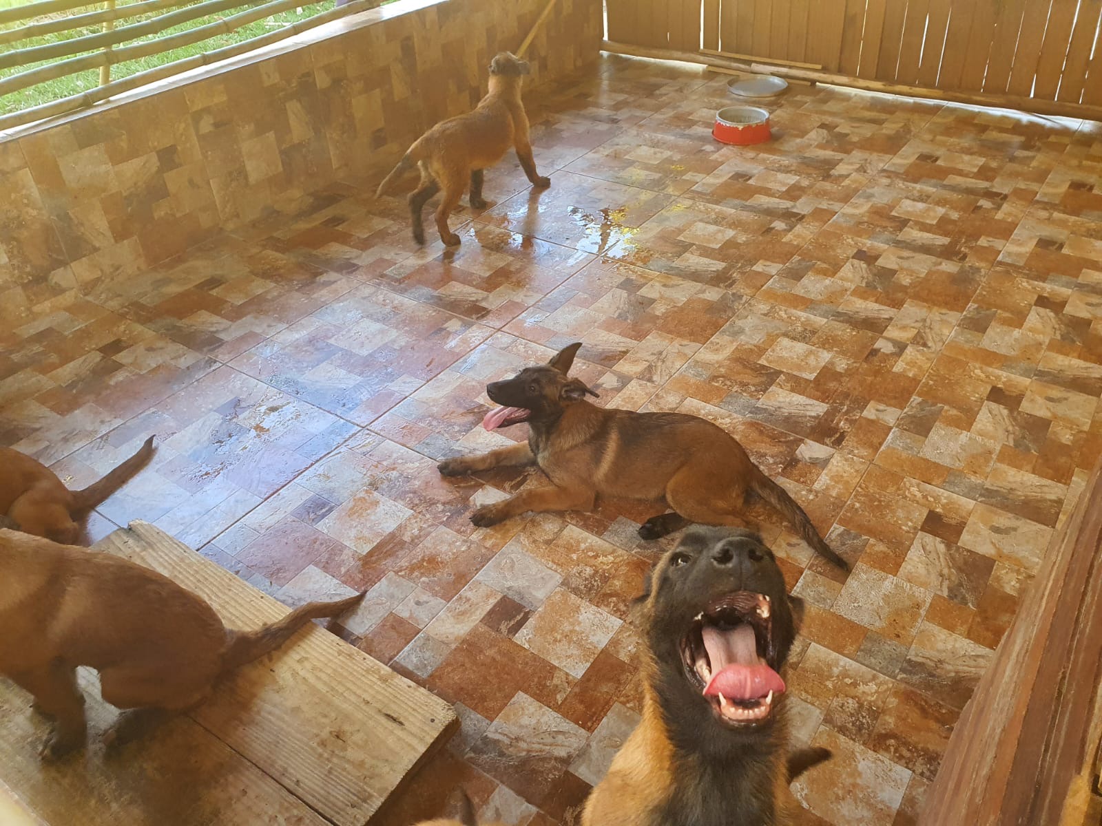 Portal Vendocão Pastor Belga de Malinois Brasília 