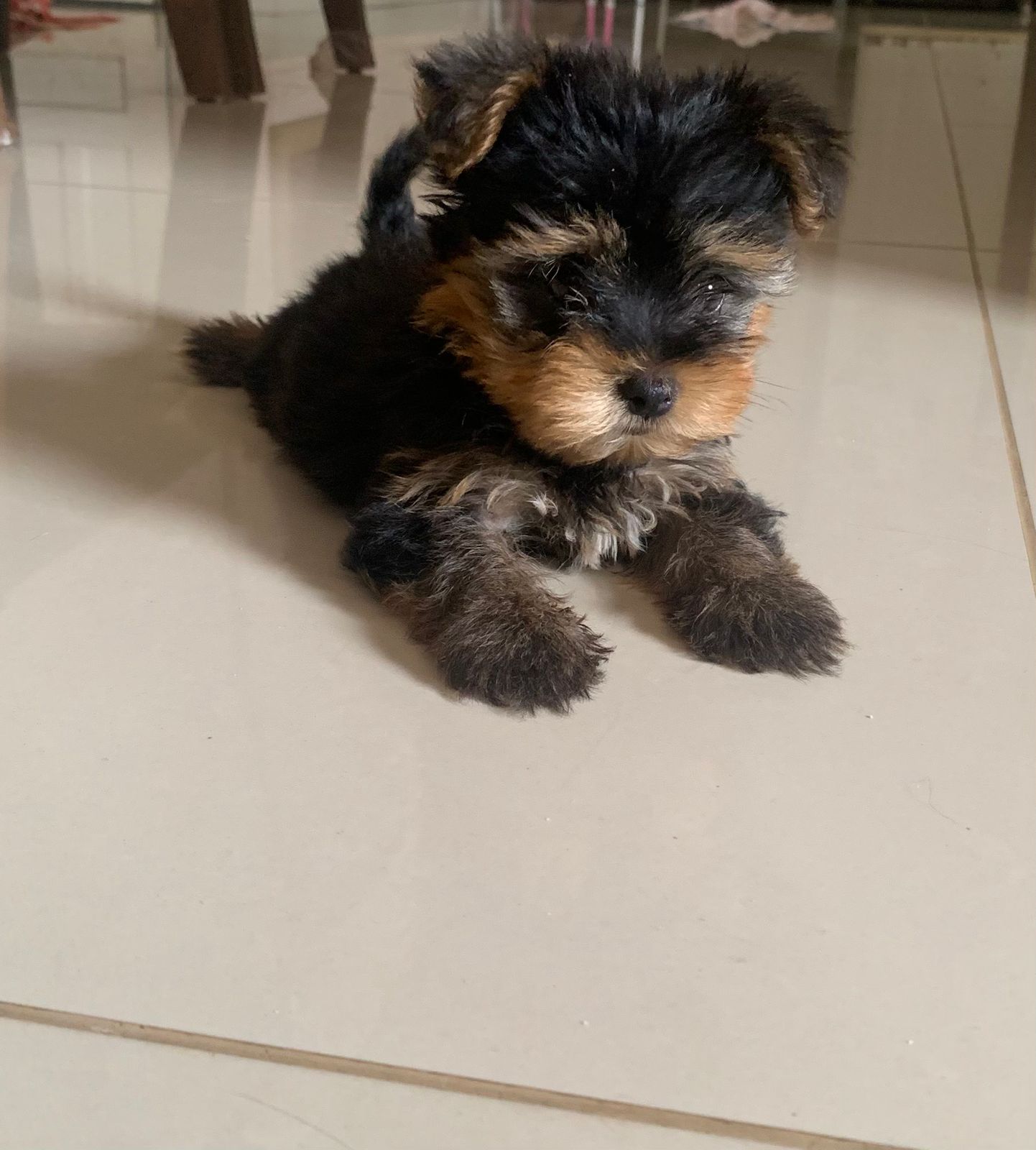 Portal Vendocão Filhote fêmea de yorkshire terrier mini com 58 dias de vida Belém 