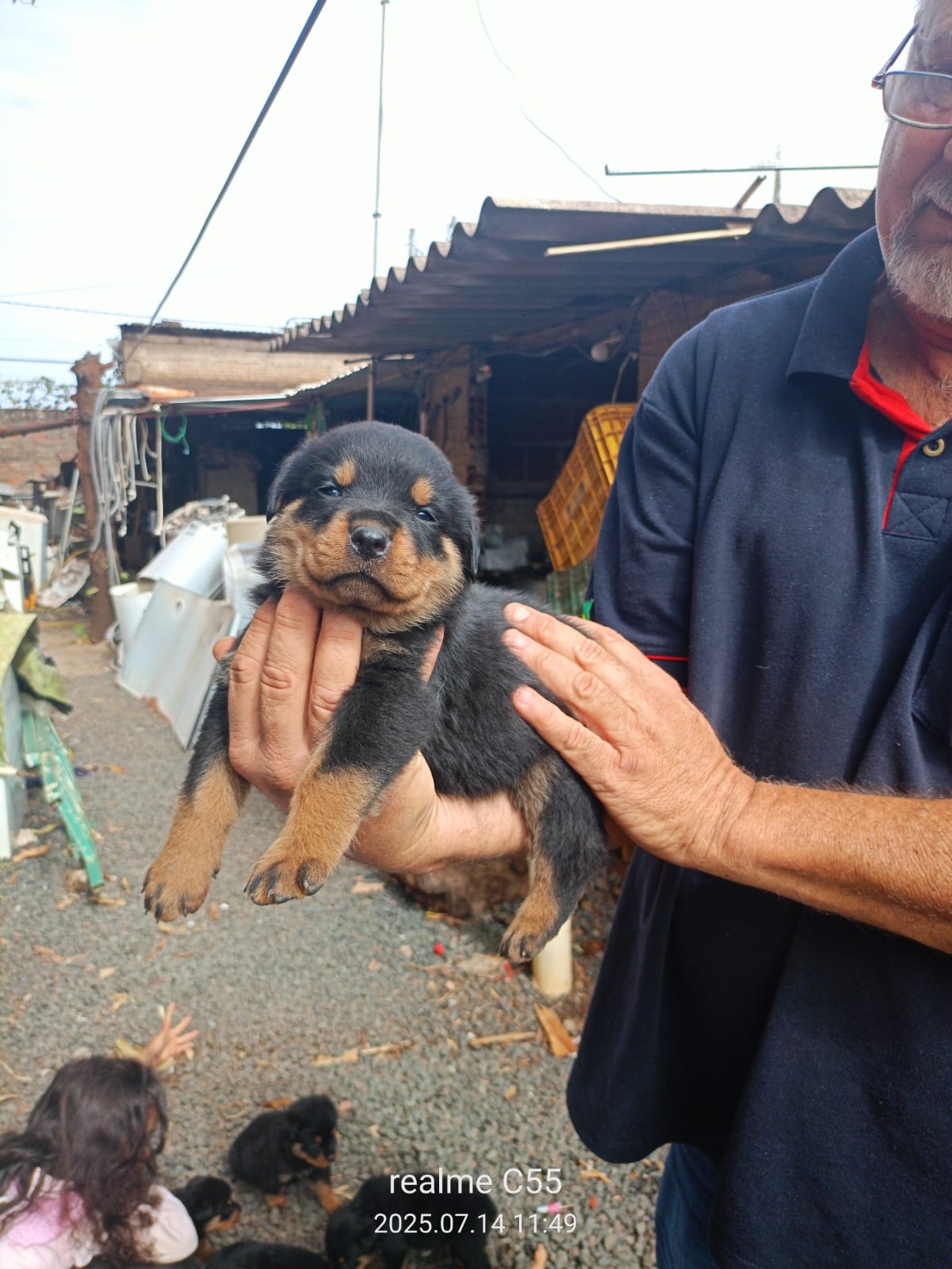 Portal Vendocão Vendo filhotes de rottweiler puros. Uberaba