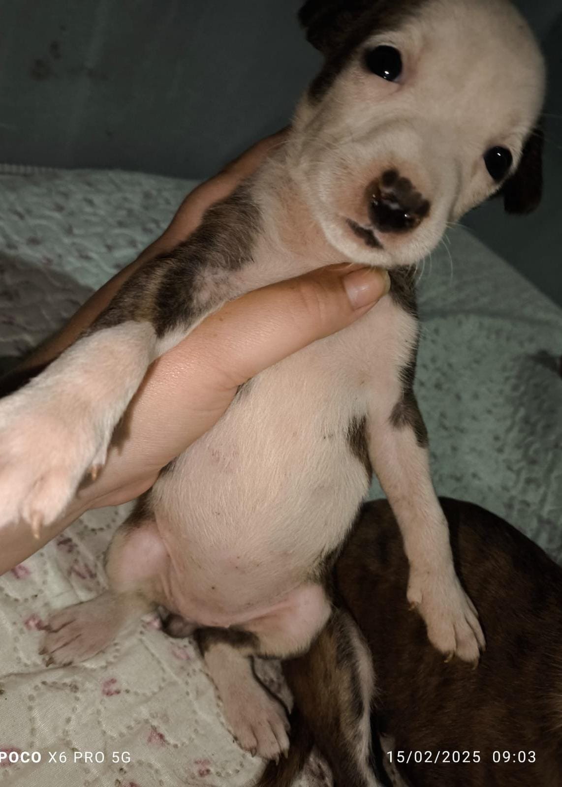 vendo Pit Bull American staffordshire terrier - Foto 1