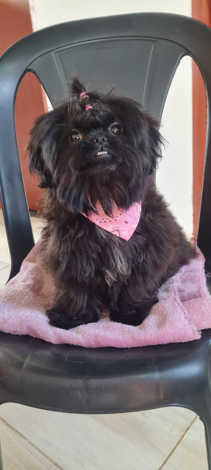 Portal Vendocão Shih Tzu Fêmea  Feira de Santana 