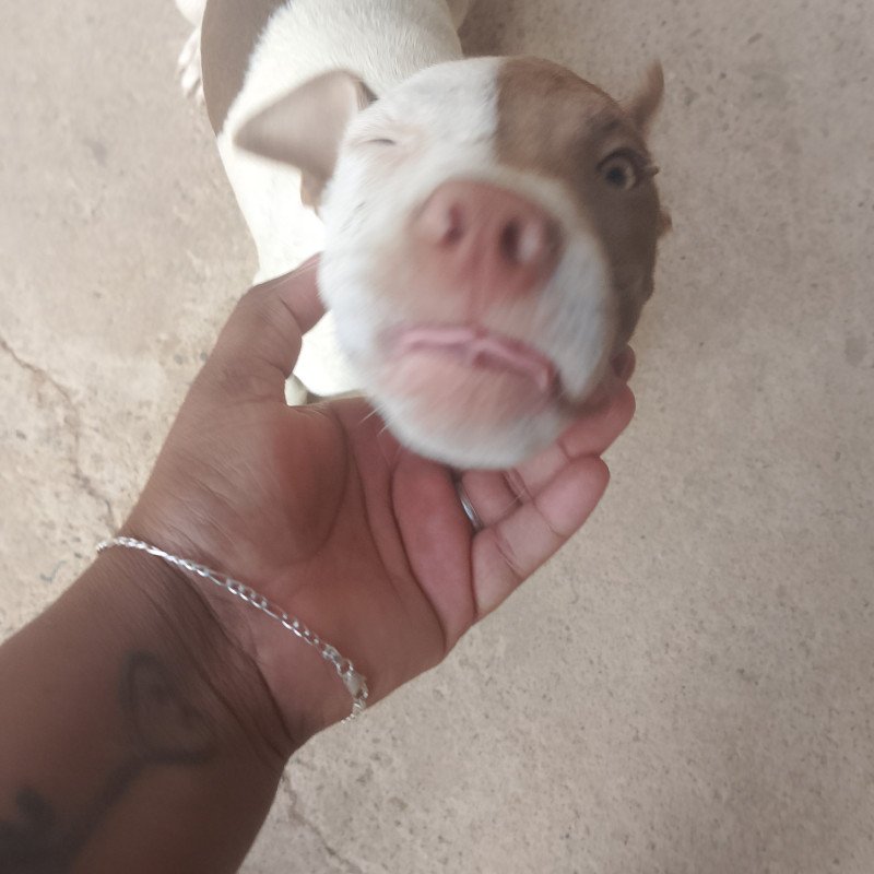 Filhotes de Pitbull - Foto 1