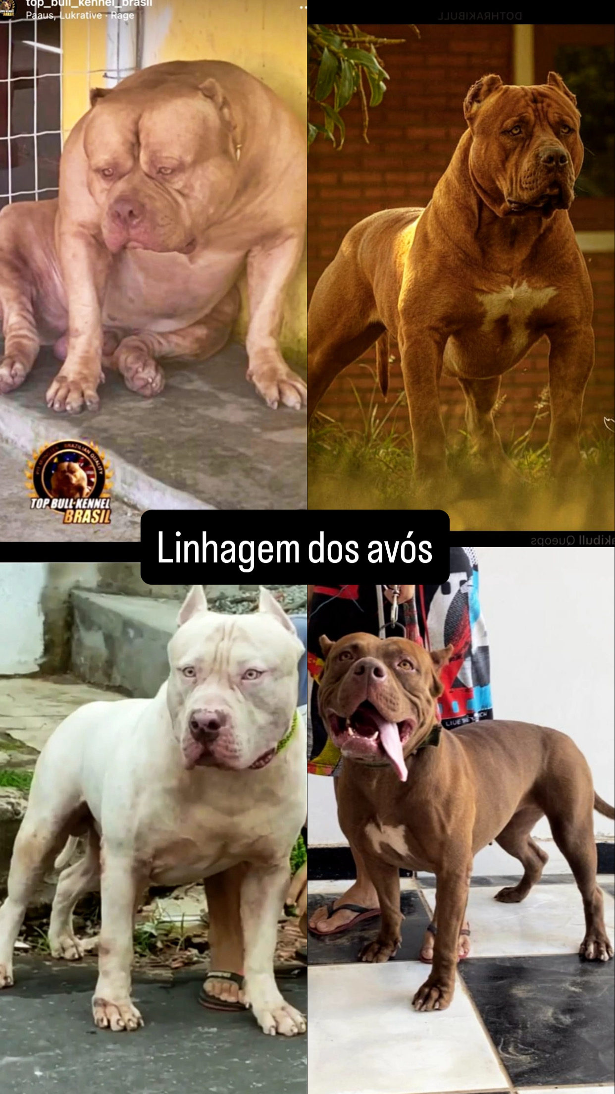 Portal Vendocão PITMONSTER RAÇA PURA São Luís