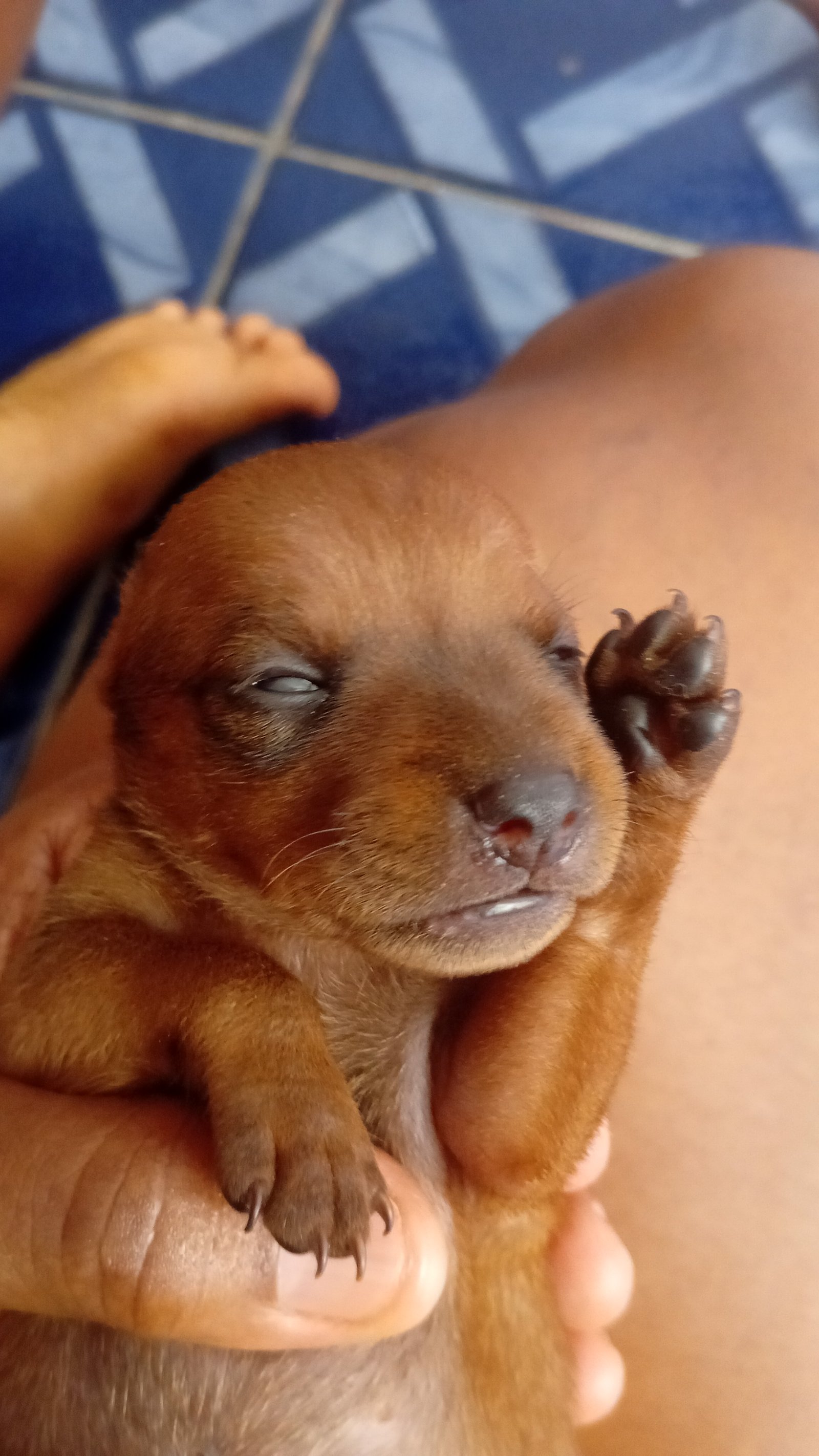 Cachorro pinche 