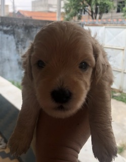 Filhote dê poodle  - Foto 2