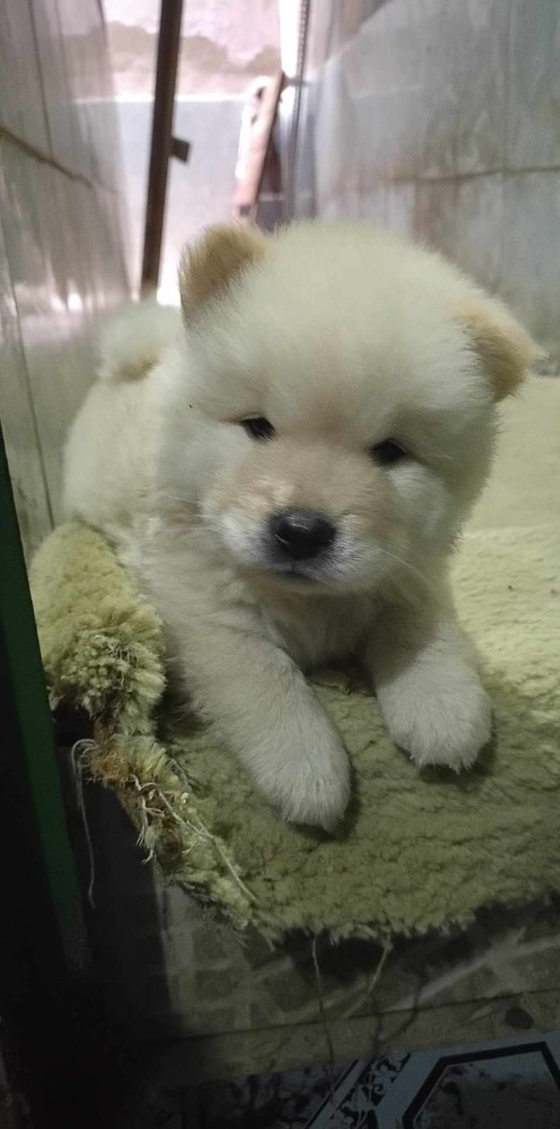 Portal Vendocão VENDO FILHOTE DE CHOW CHOW RIO DE JANEIRO