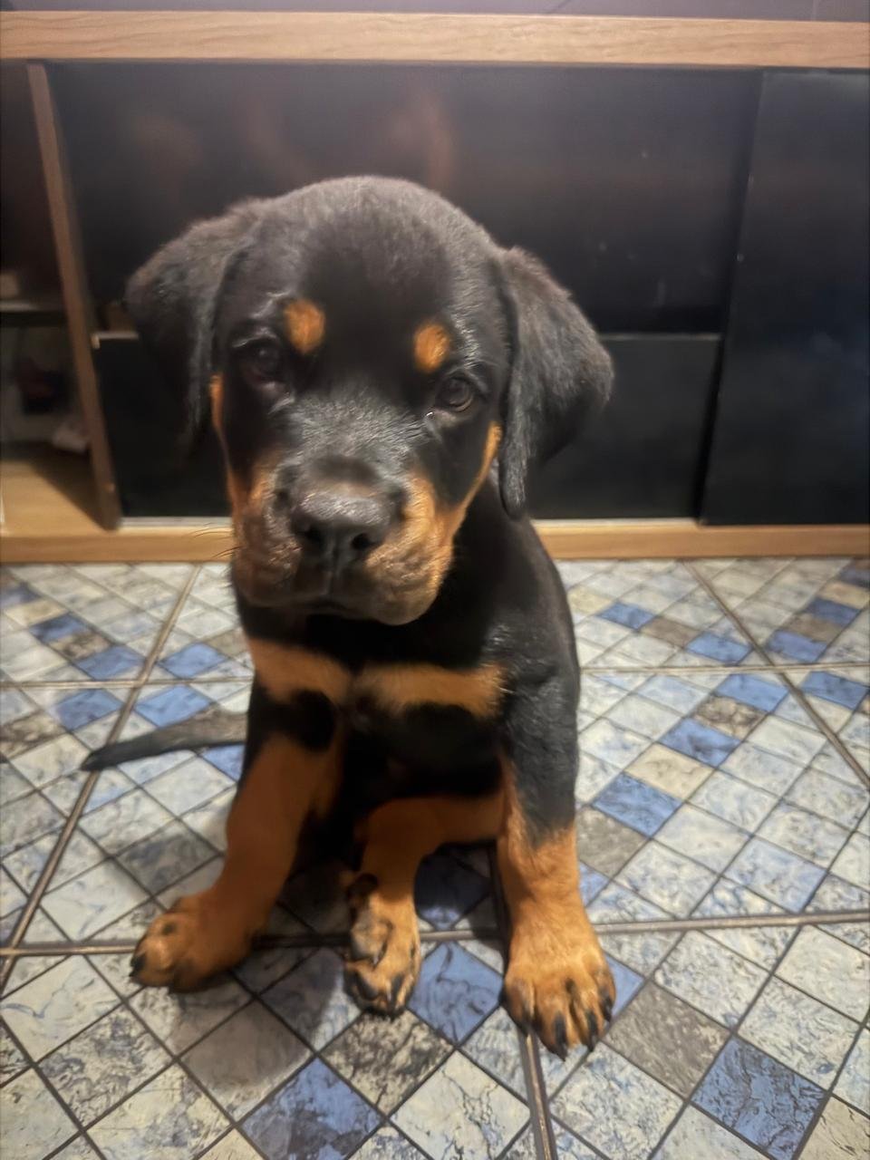 Vendo Filhote de Rottweiler  - Foto 2