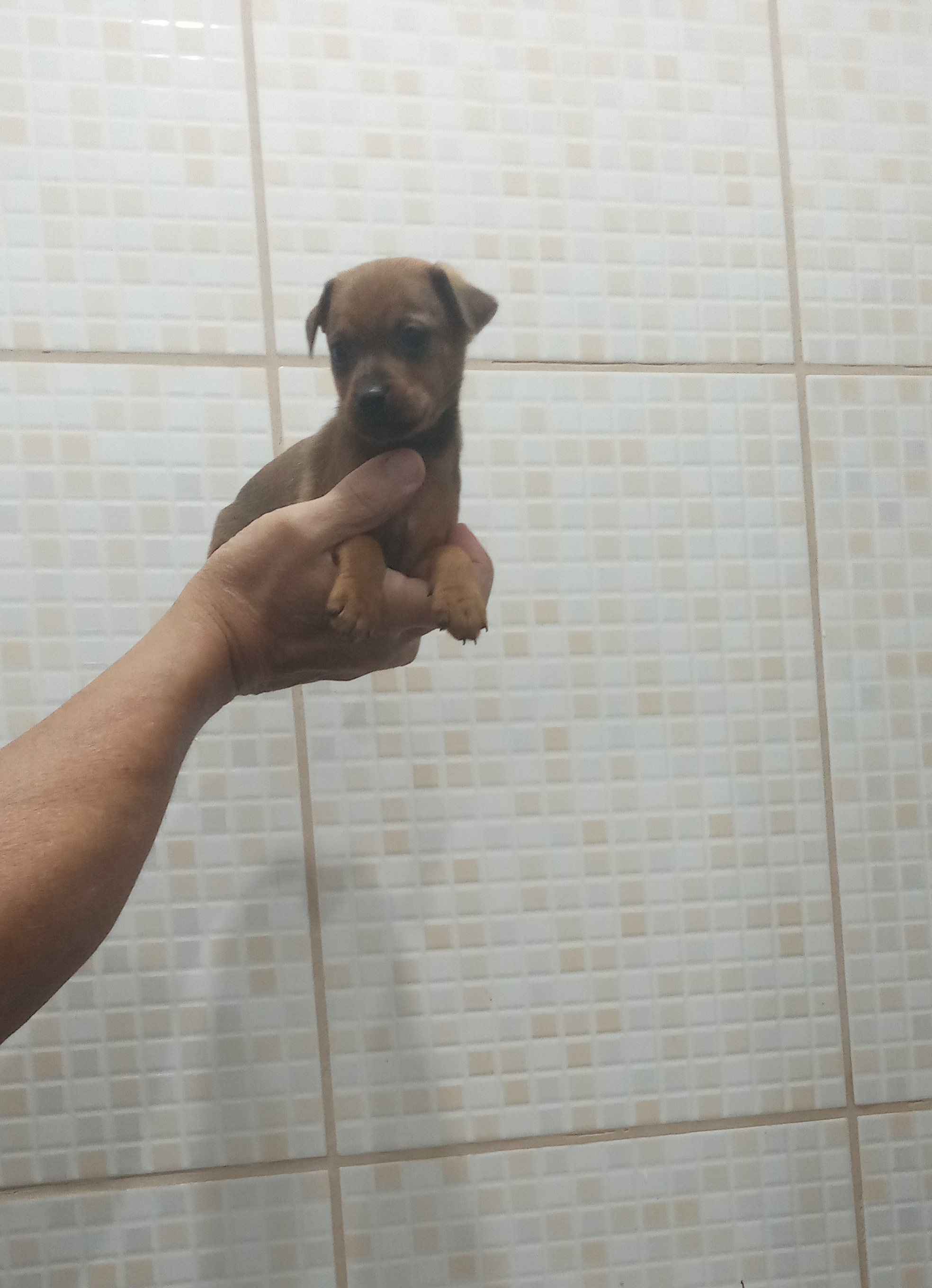 Portal Vendocão Pinscher zero São Paulo
