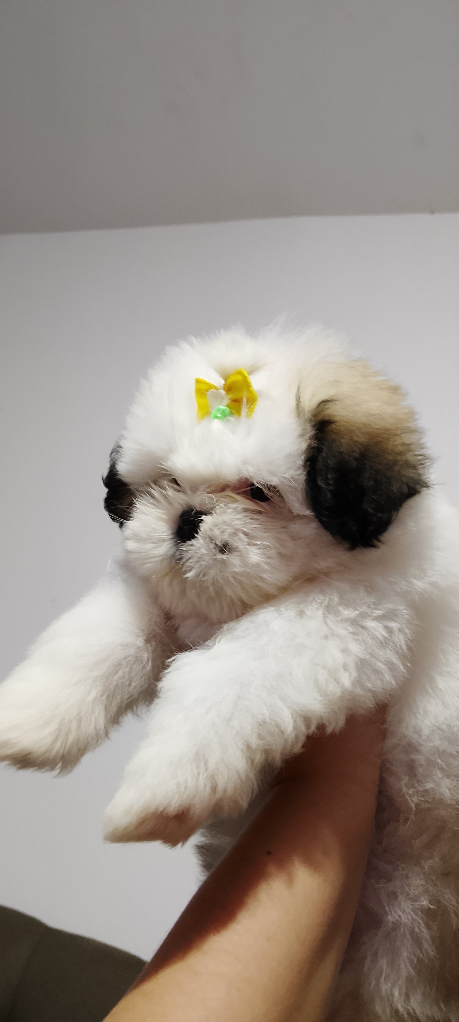 Shih tzu fêmea  - Foto 1